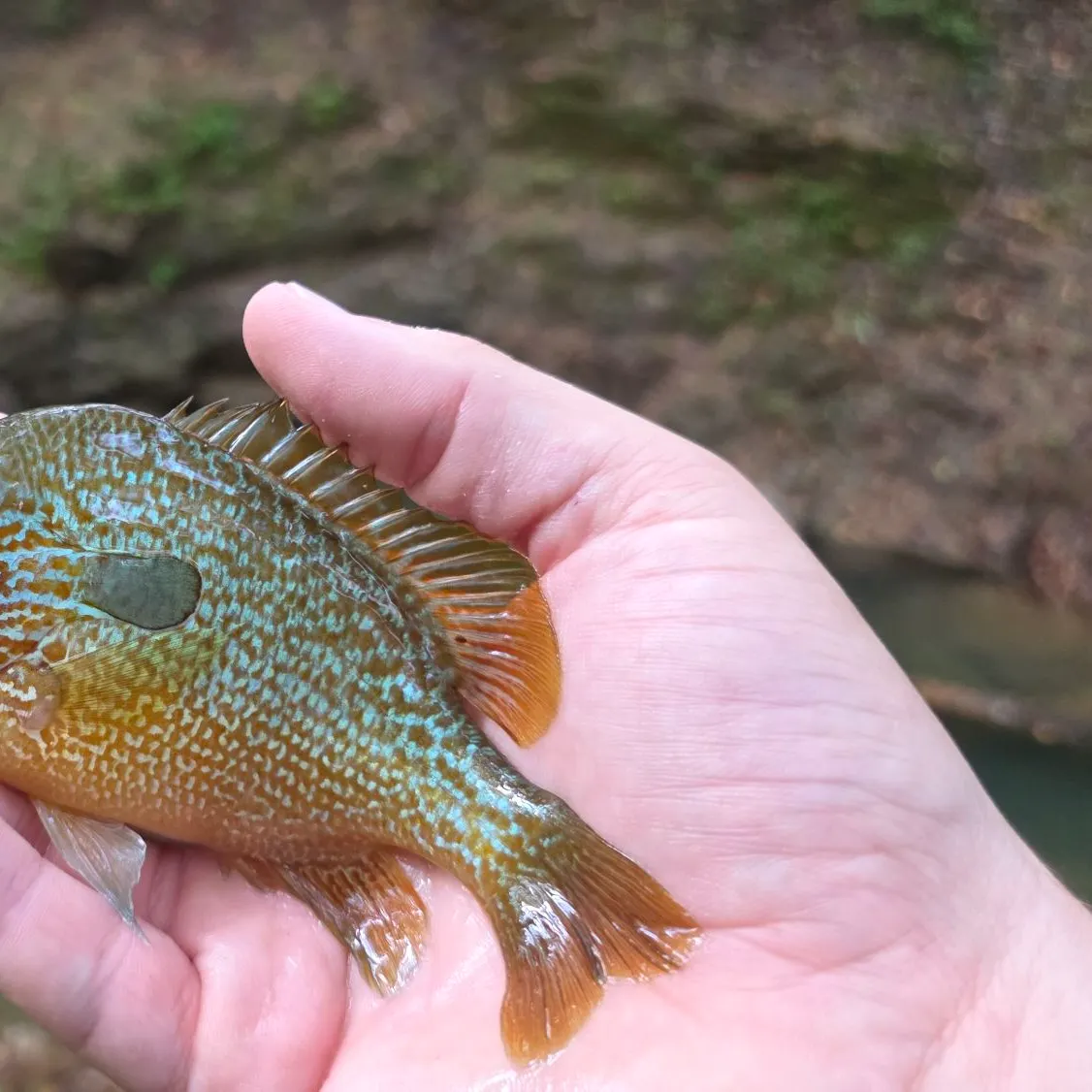 Longear sunfish caught on Fishbrain