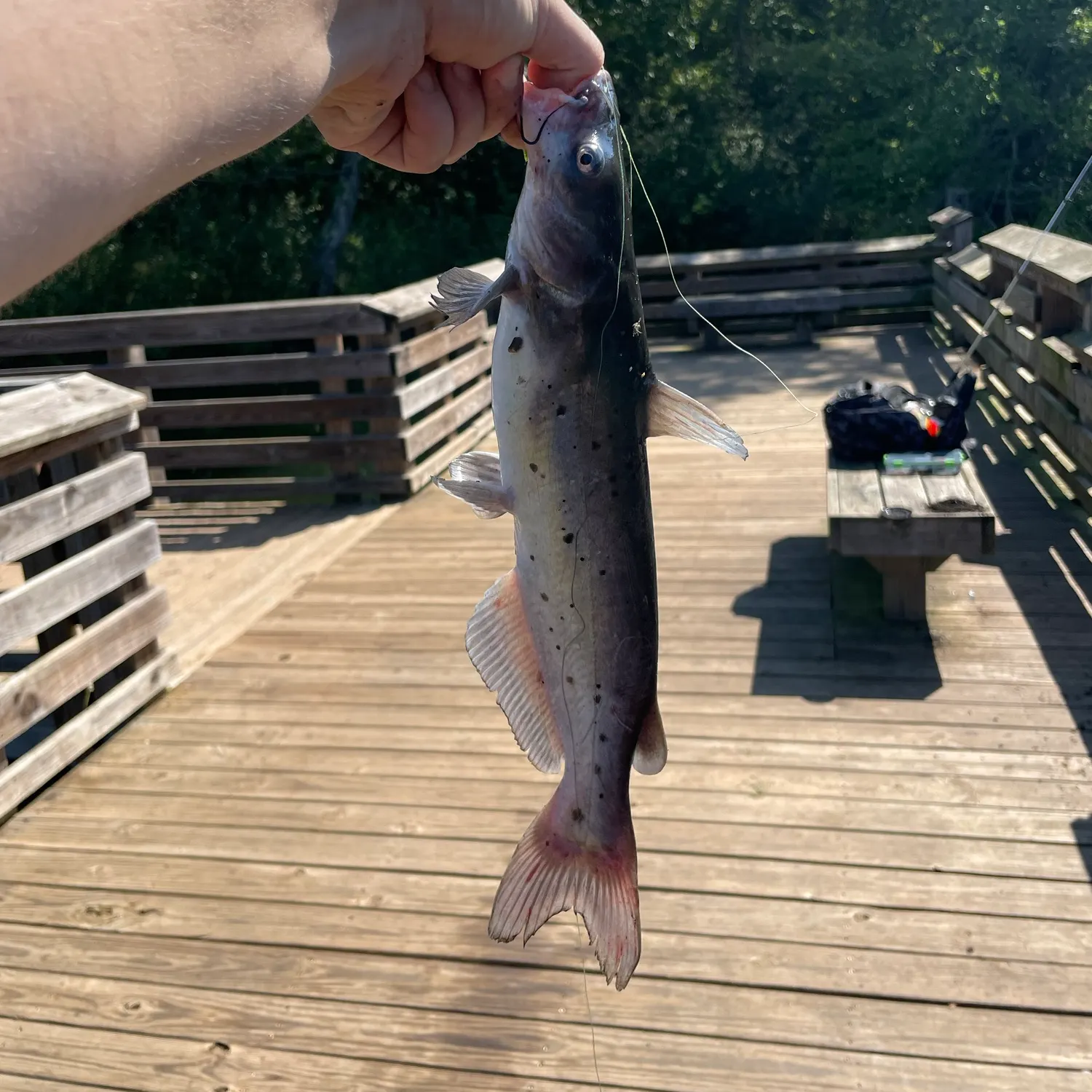 Channel catfish caught on Fishbrain