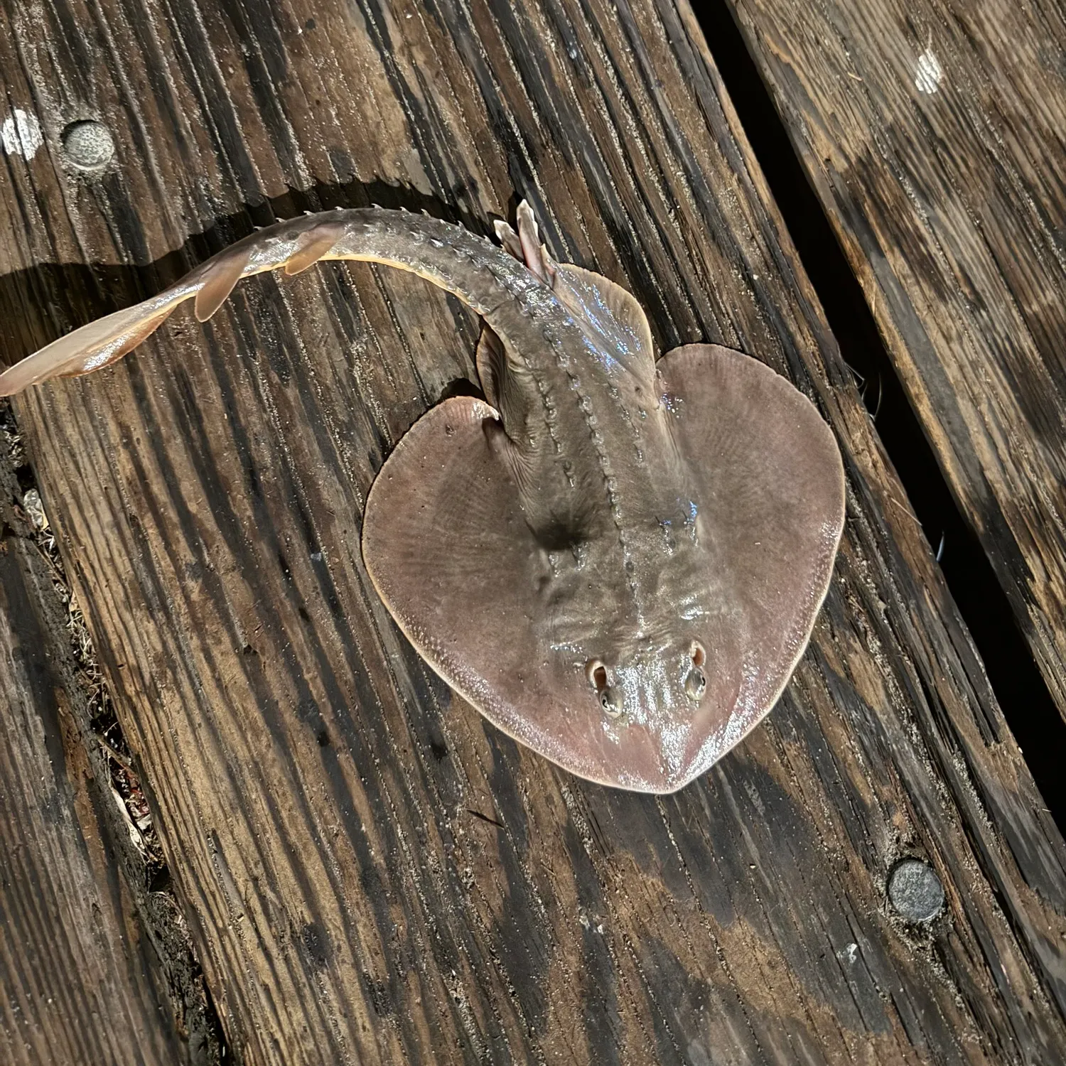 Thornback guitarfish caught on Fishbrain