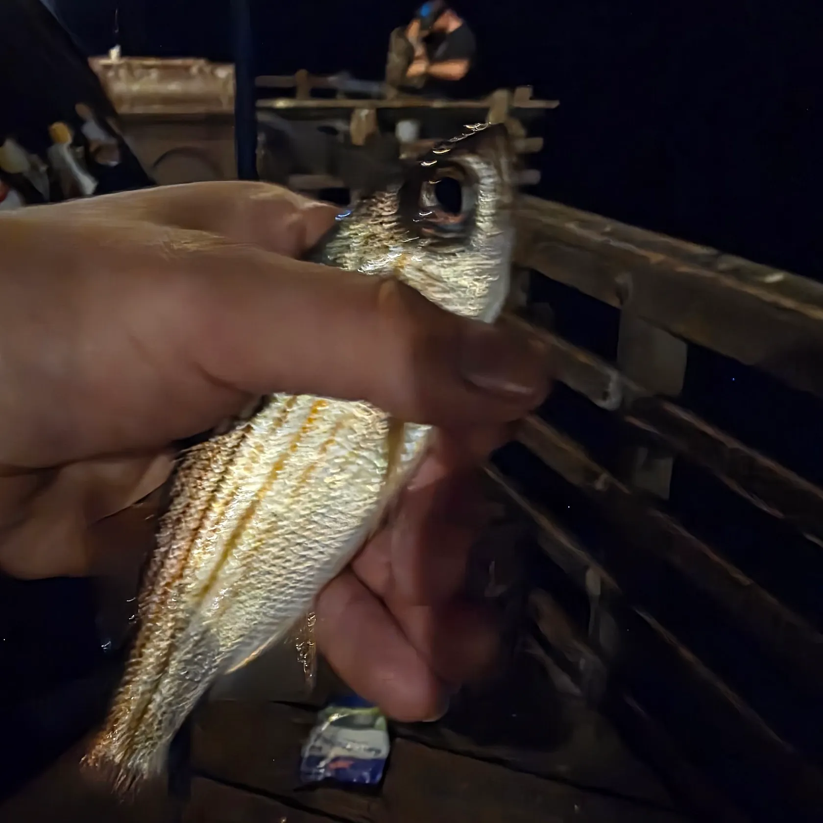 The most recent Californian salema catches on Fishbrain