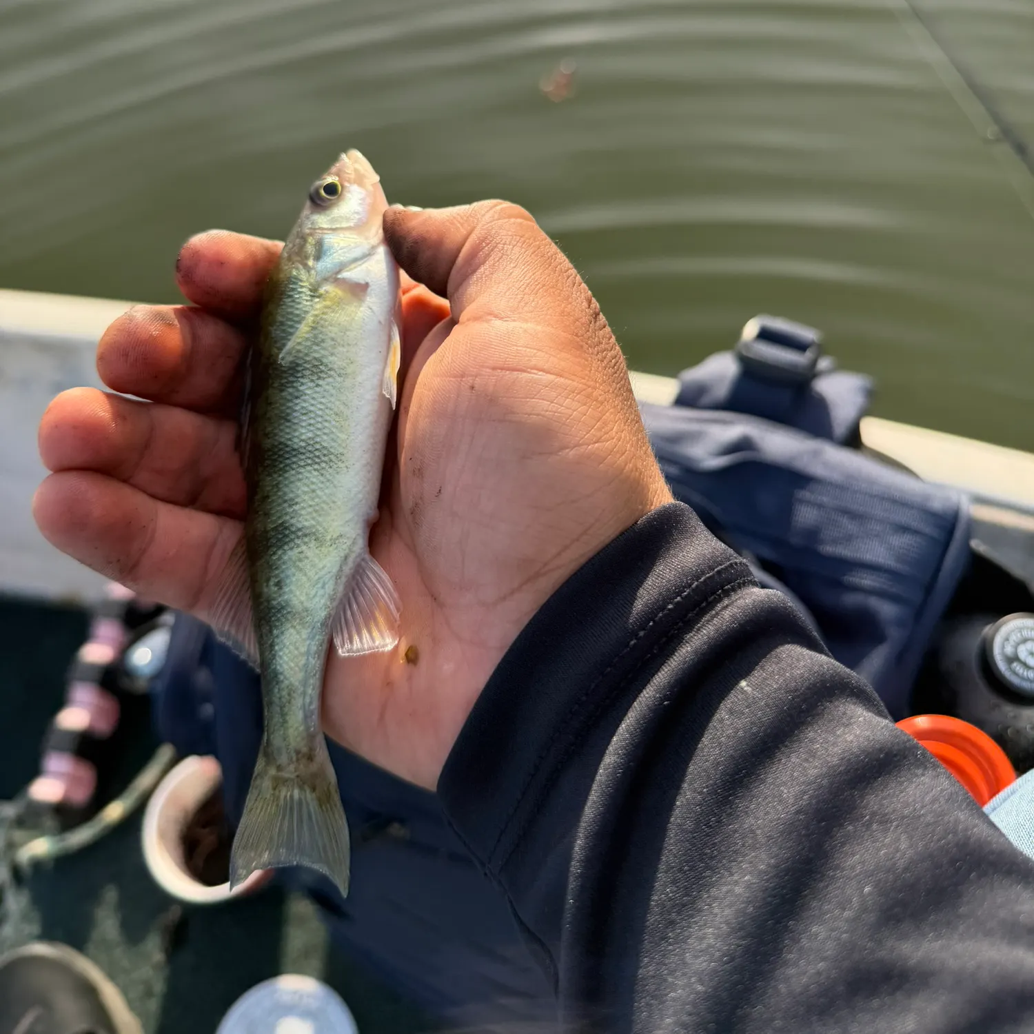 Yellow perch caught on Fishbrain