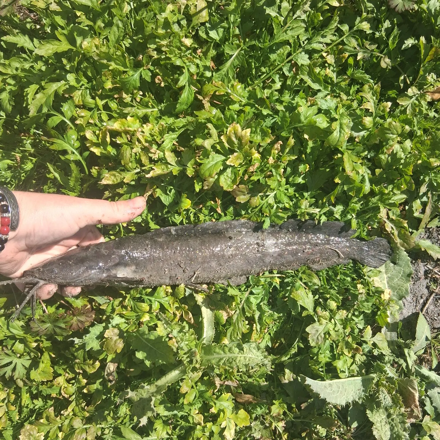 The most recent Walking catfish catches on Fishbrain