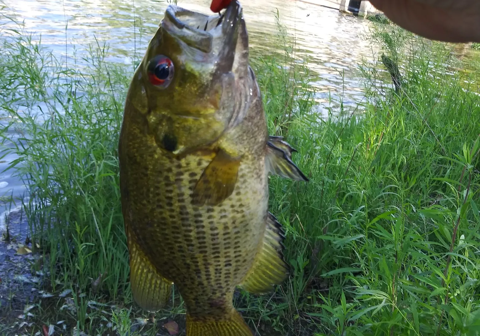 Rock bass