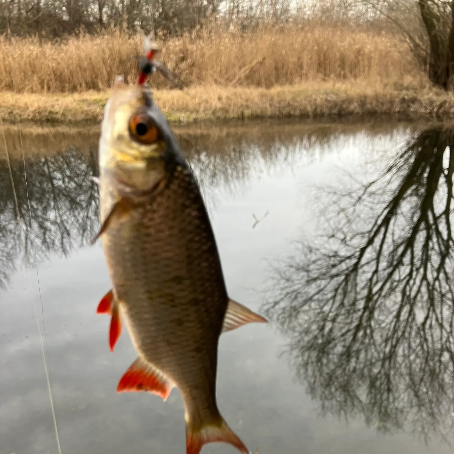 The most recent Common rudd catches on Fishbrain