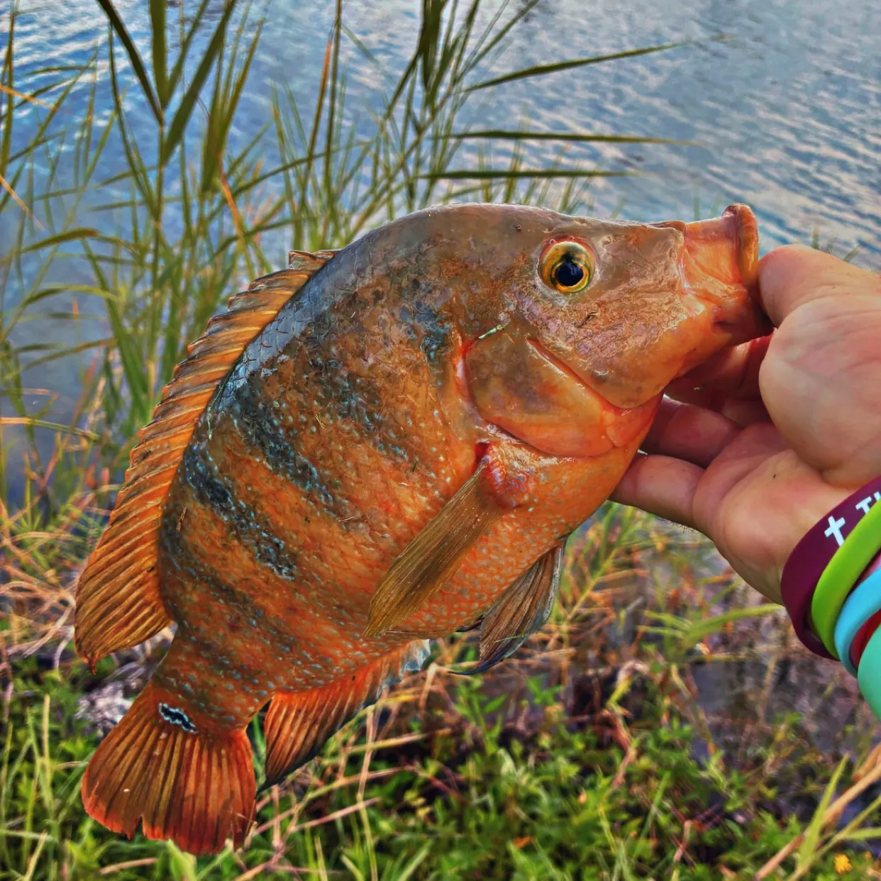 Mayan cichlid caught on Fishbrain