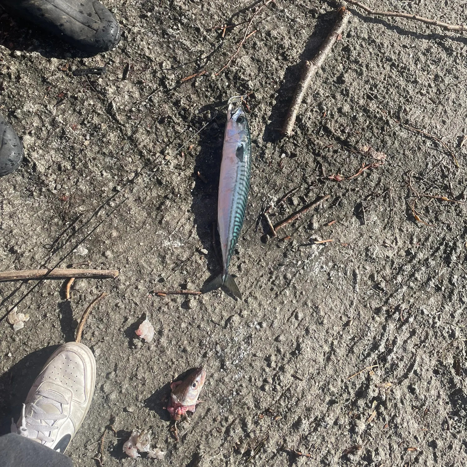 Atlantic mackerel caught on Fishbrain