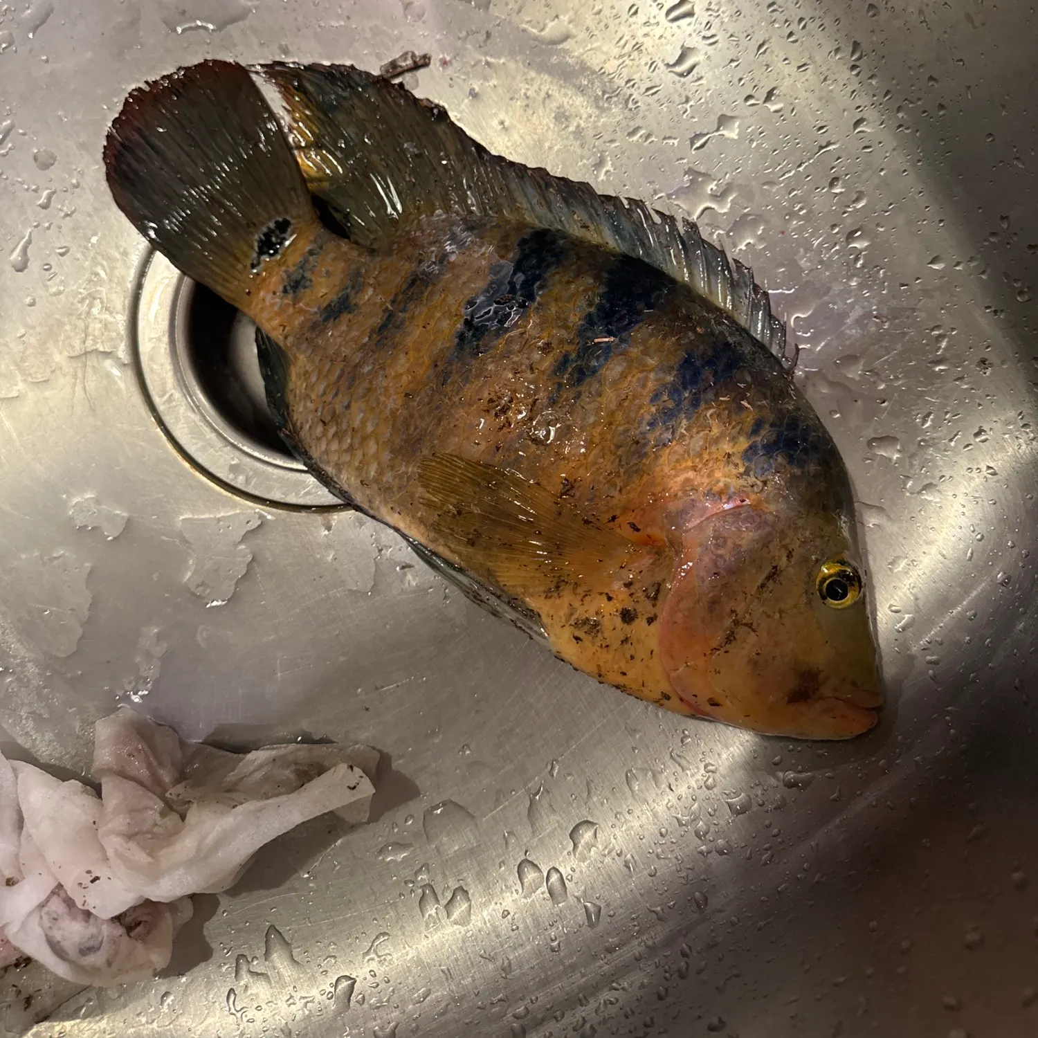 The most recent Oscar catches on Fishbrain