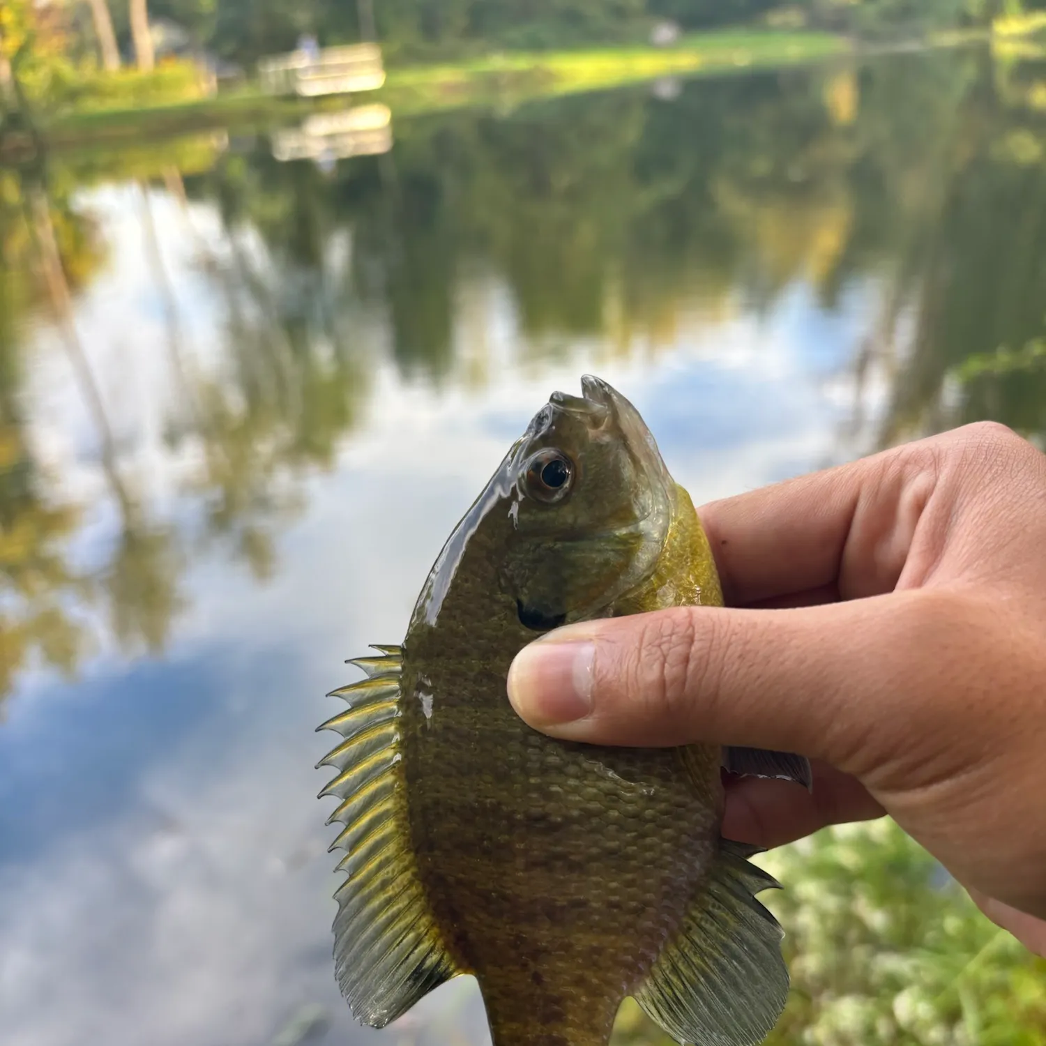 Bluegill caught on Fishbrain