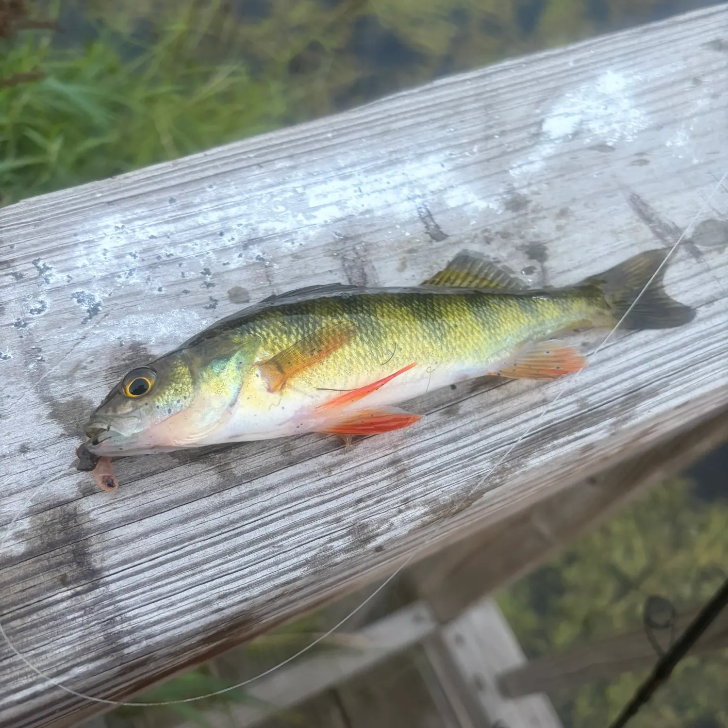 Yellow perch caught on Fishbrain