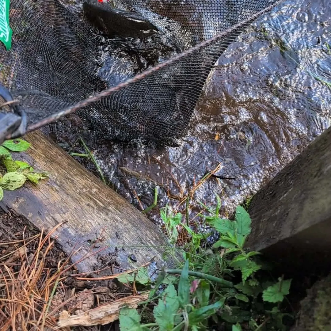 Rainbow trout caught on Fishbrain