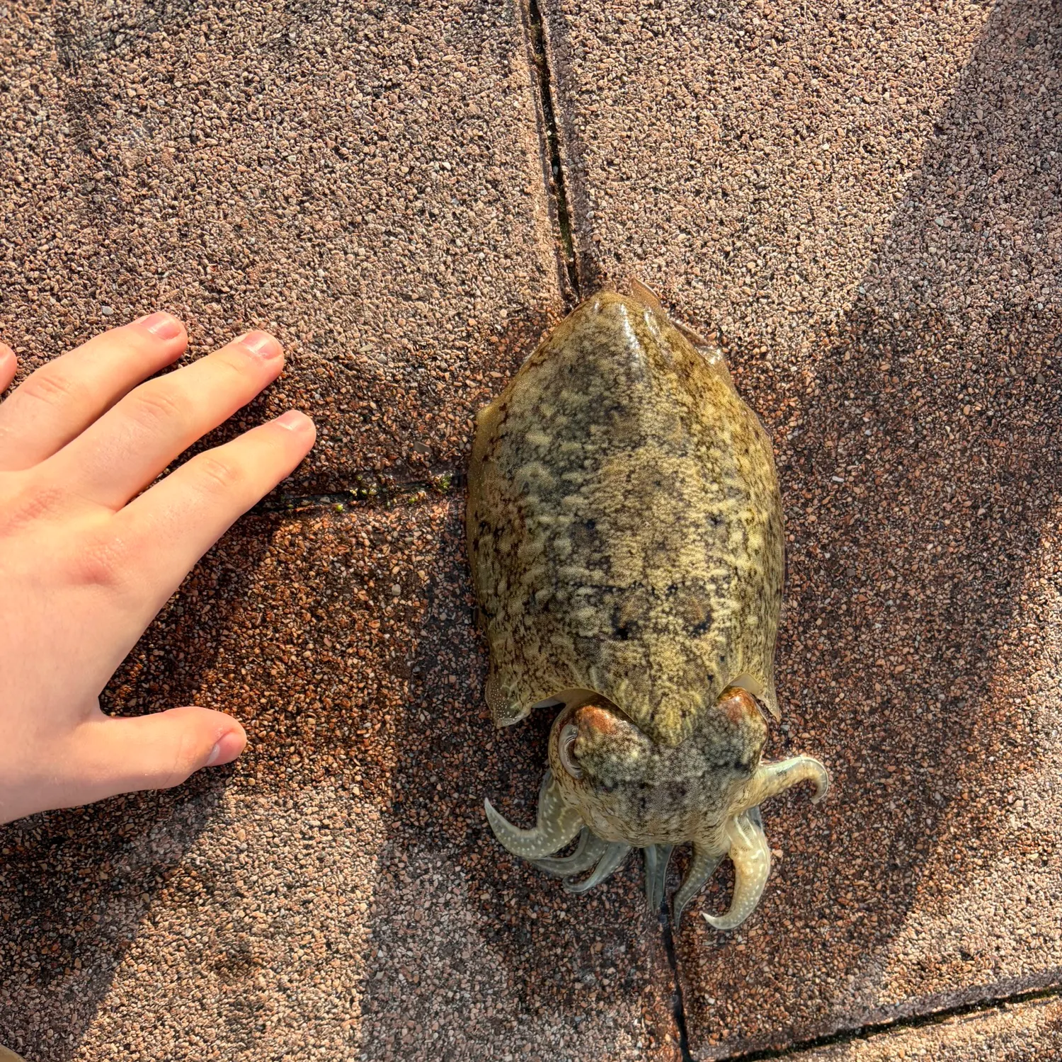 The most recent Common cuttlefish catches on Fishbrain