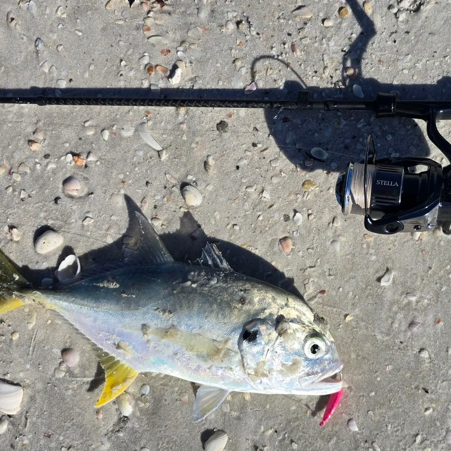 The most recent Crevalle jack catches on Fishbrain
