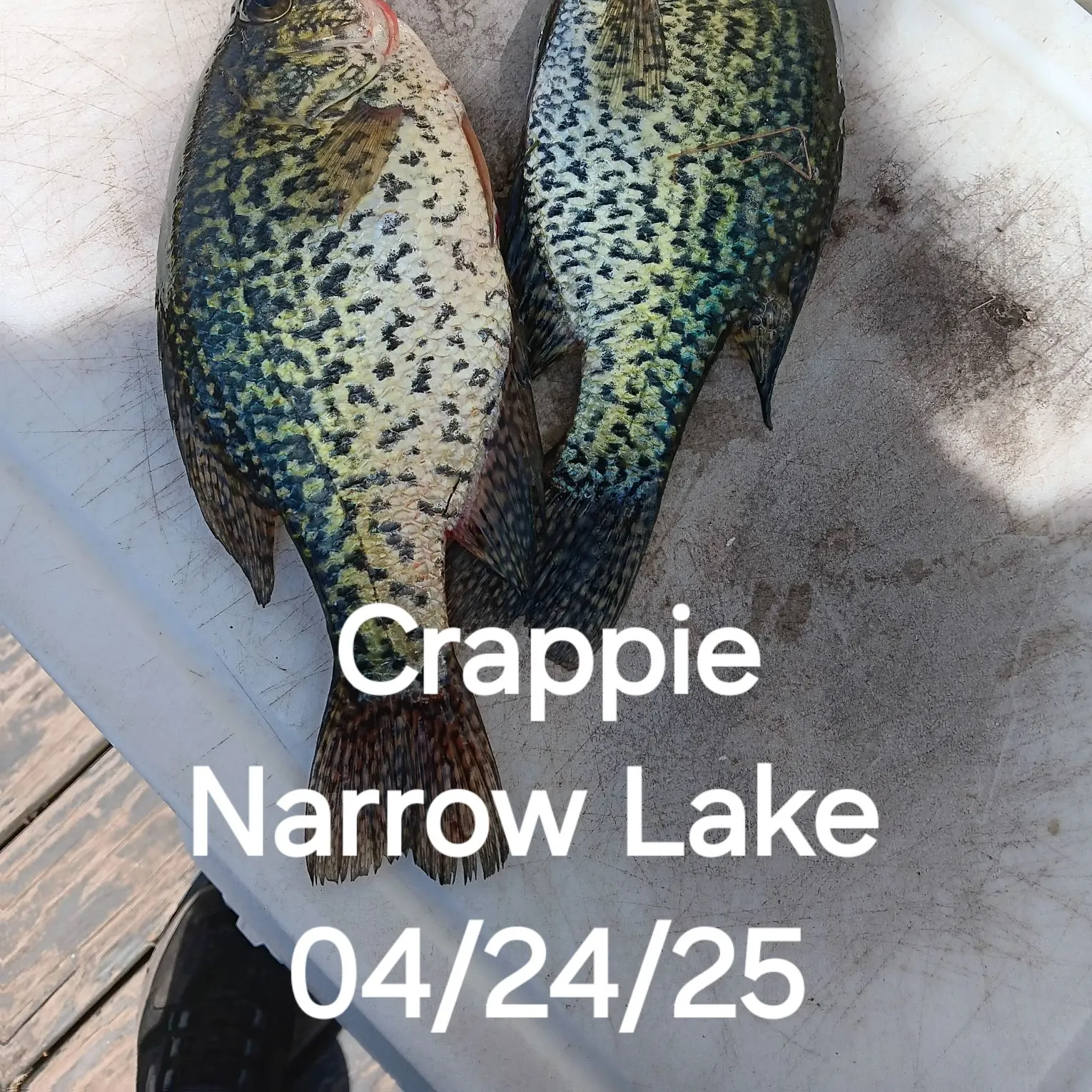 recently logged catches