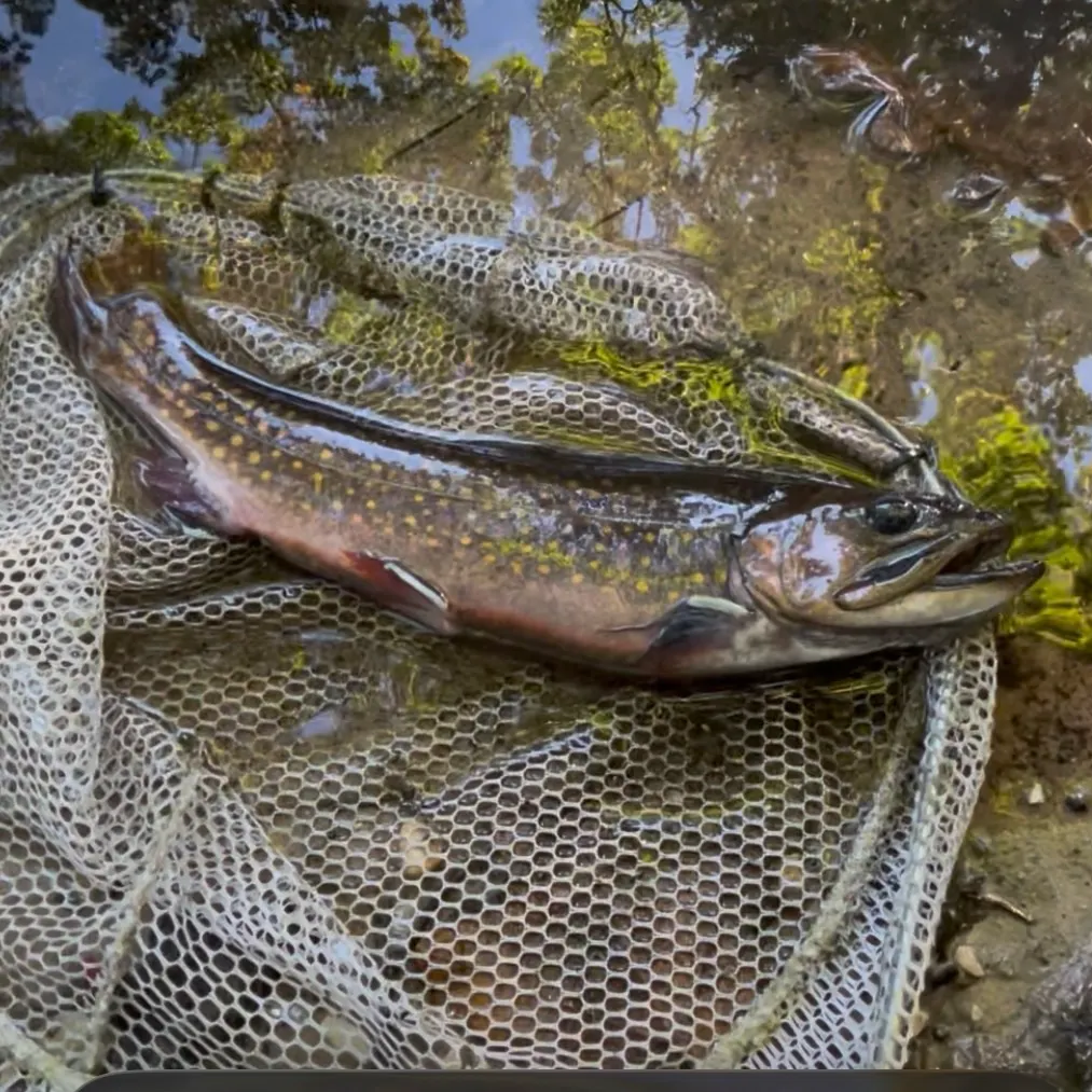 Brook trout caught on Fishbrain