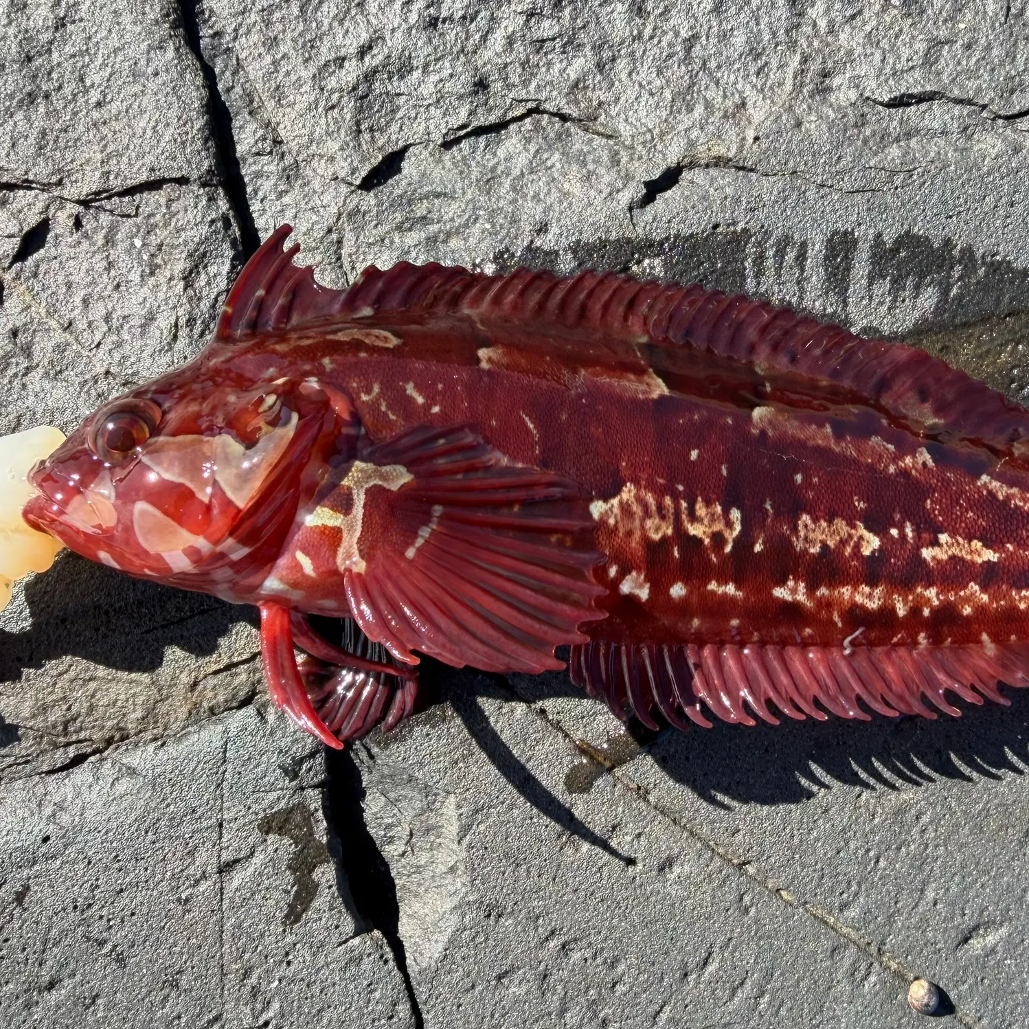 The most recent Two-tone fingerfin catches on Fishbrain