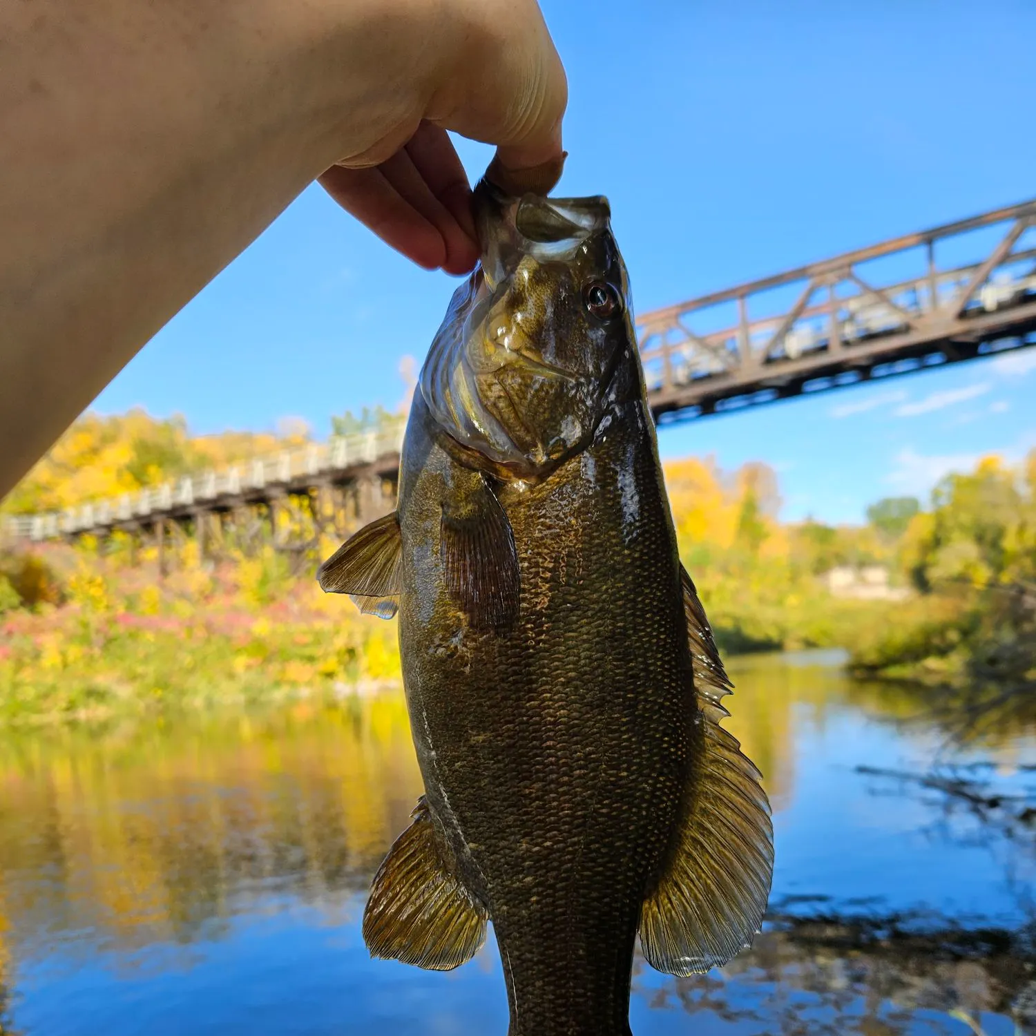 Smallmouth bass caught on Fishbrain