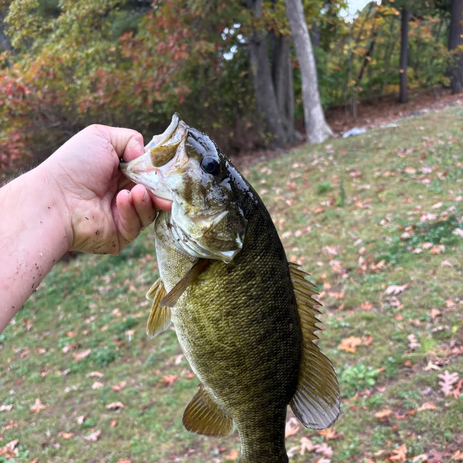 Smallmouth bass caught on Fishbrain