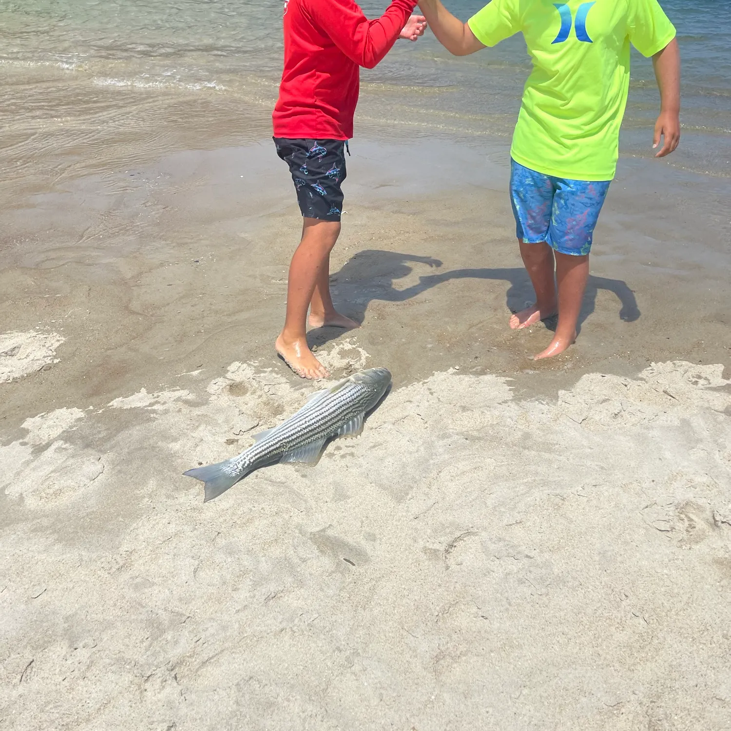Striped bass caught on Fishbrain