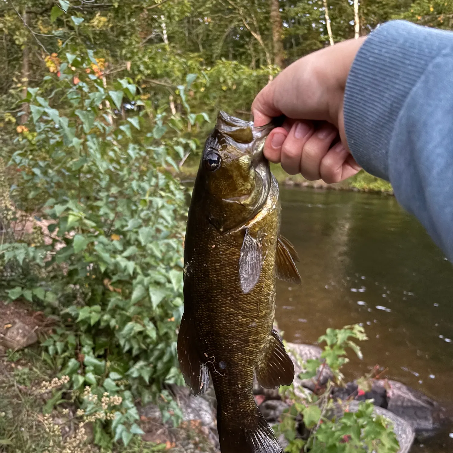 Smallmouth bass caught on Fishbrain