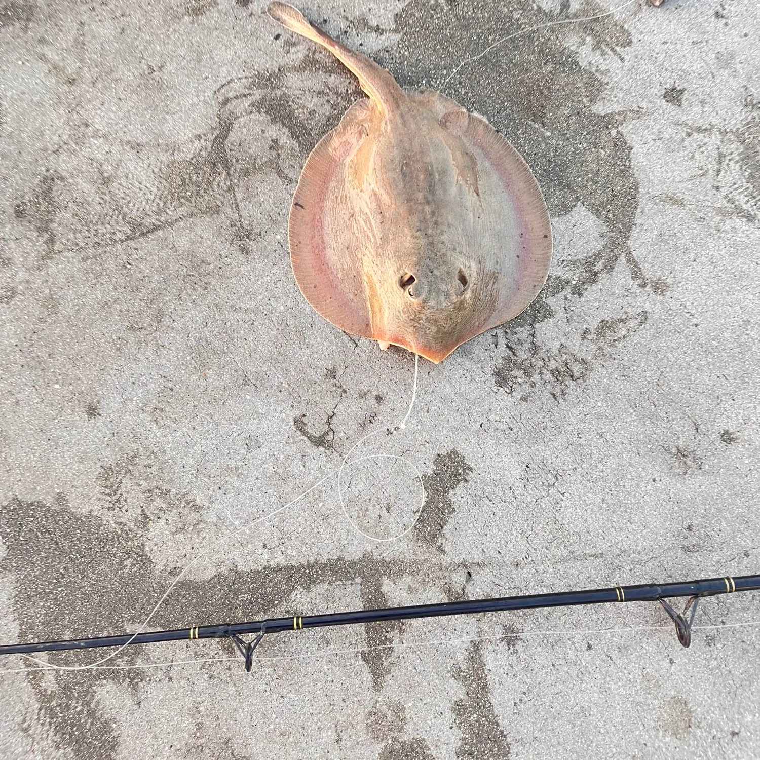 Haller's round ray caught on Fishbrain