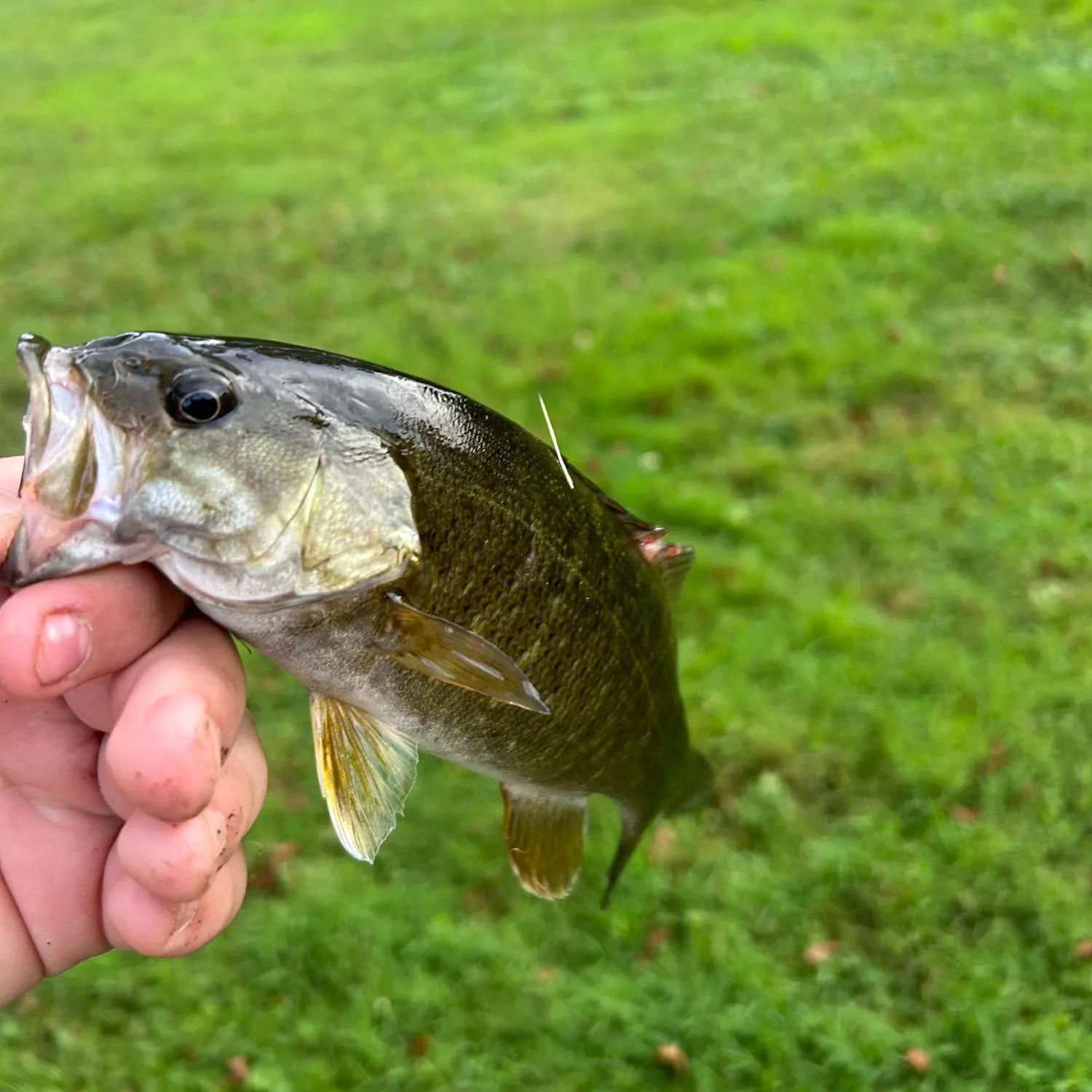 Smallmouth bass caught on Fishbrain