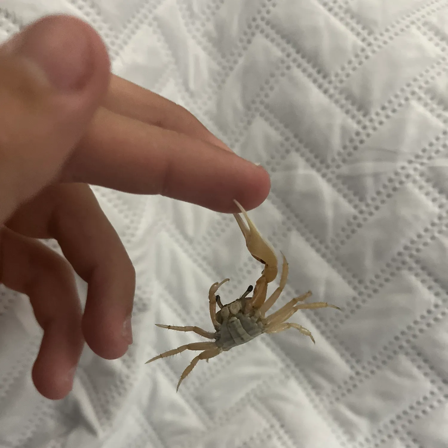 The most recent Blue land crab catches on Fishbrain