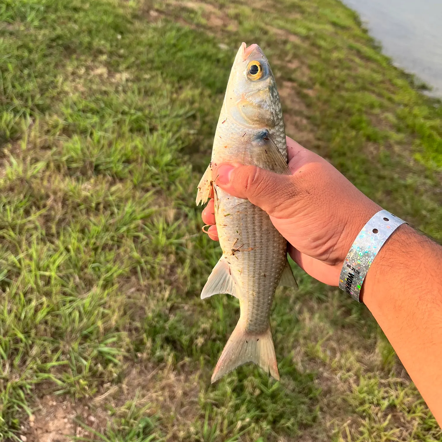 Striped mullet caught on Fishbrain