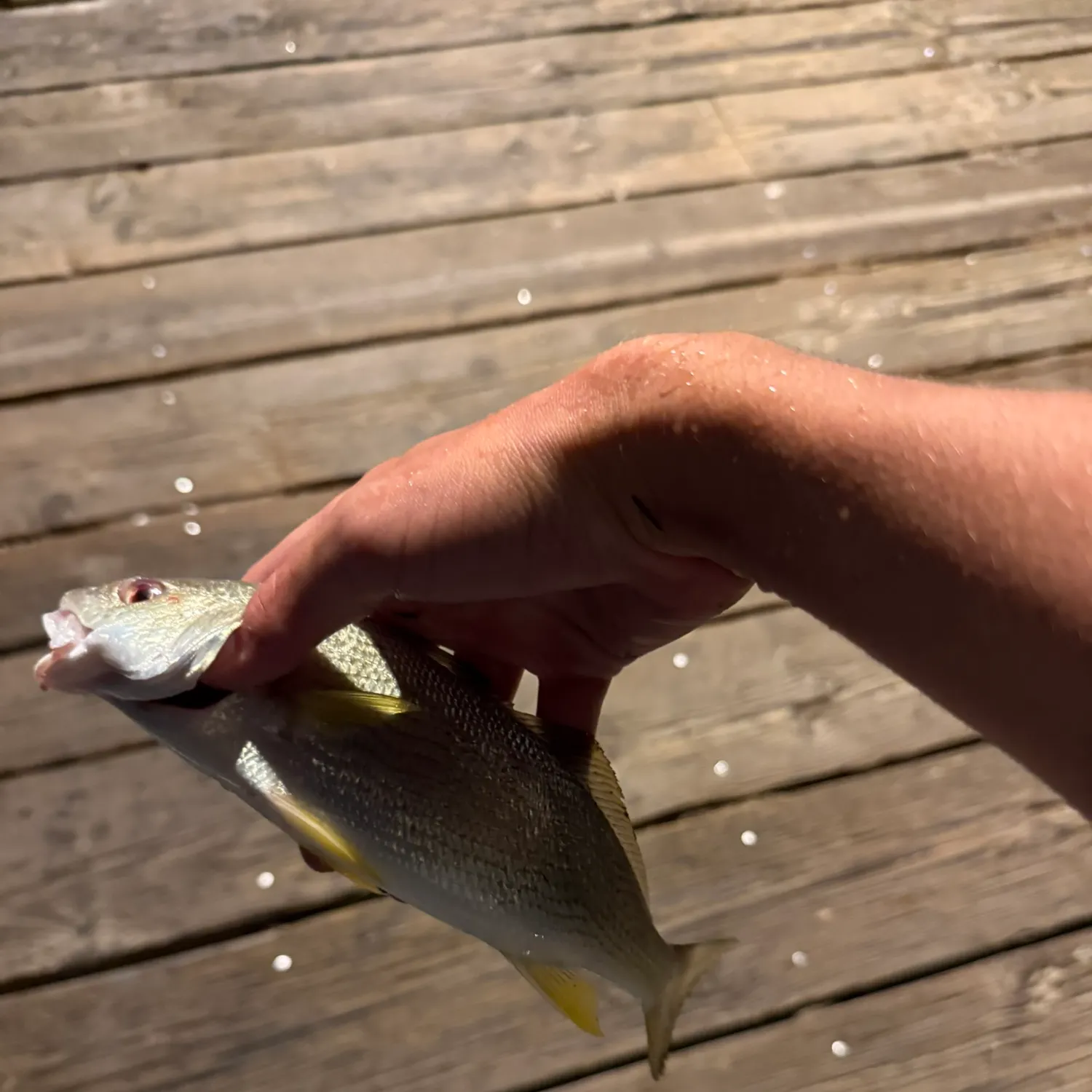 The most recent Yellowfin croaker catches on Fishbrain
