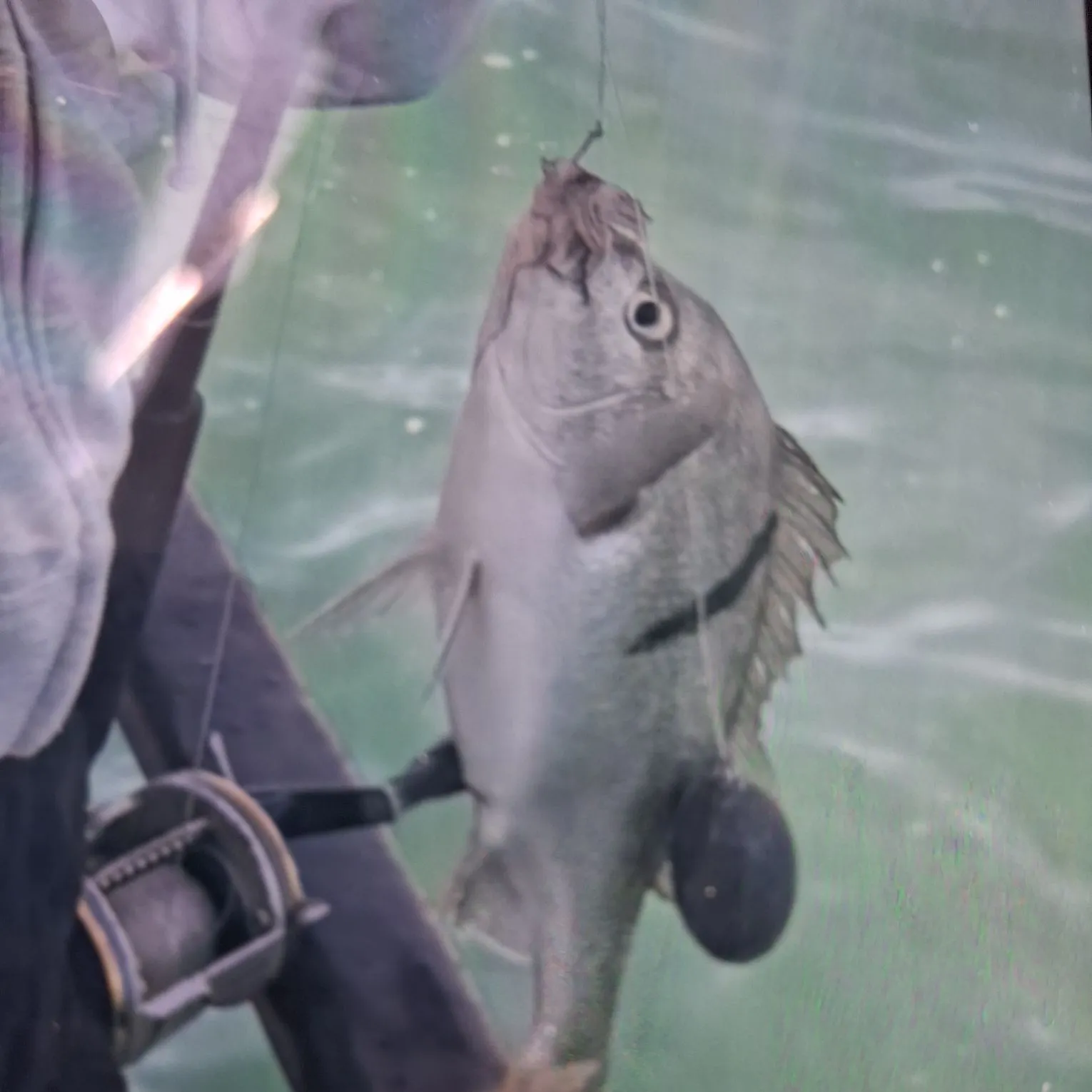 The most recent Pacific pompano catches on Fishbrain