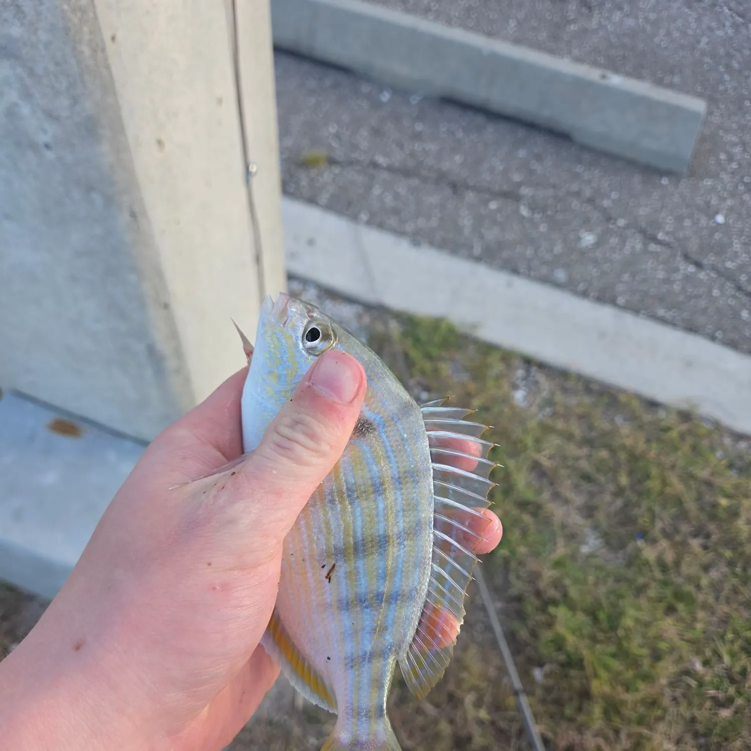 Pinfish caught on Fishbrain