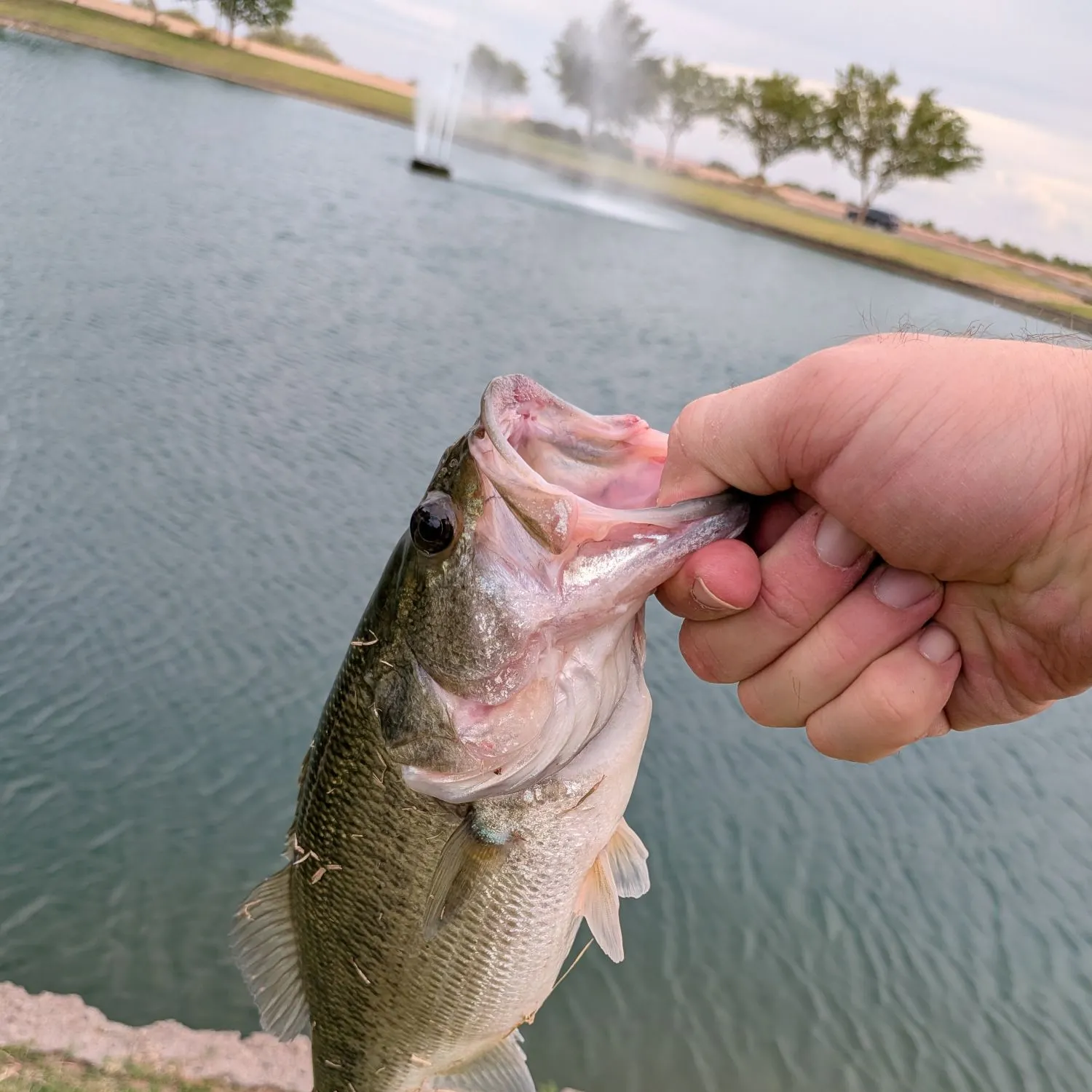 Spotted bass caught on Fishbrain