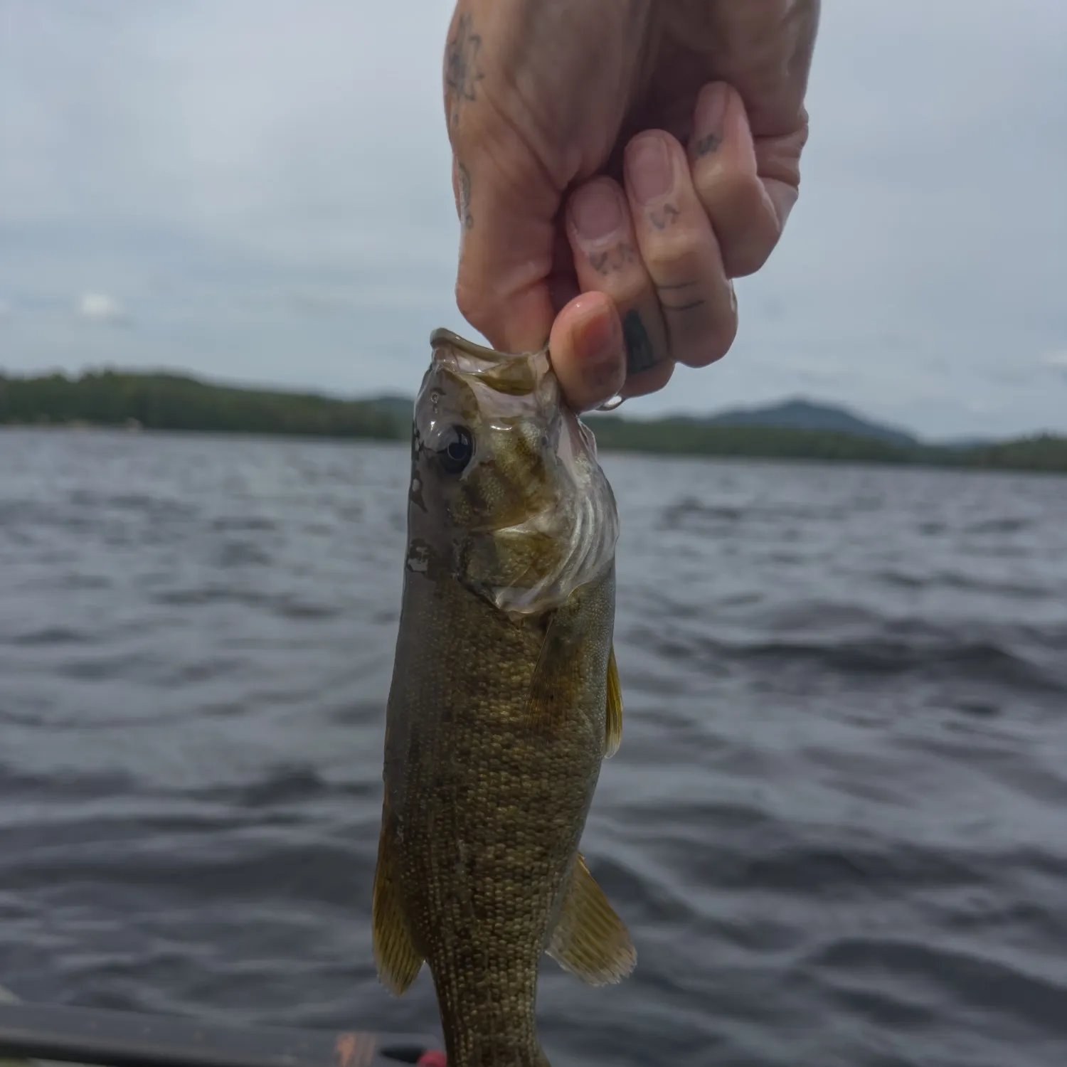 Smallmouth bass caught on Fishbrain