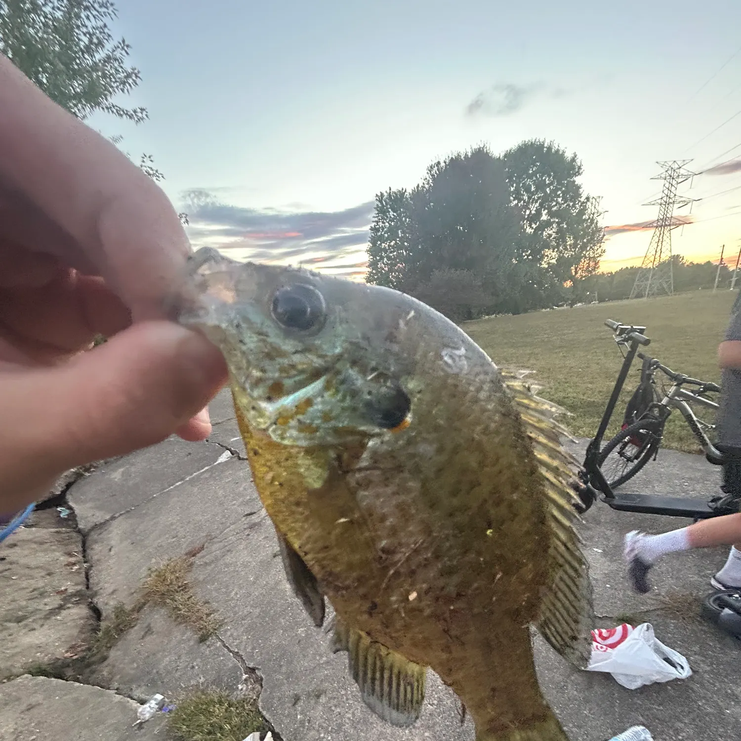 Bluegill caught on Fishbrain