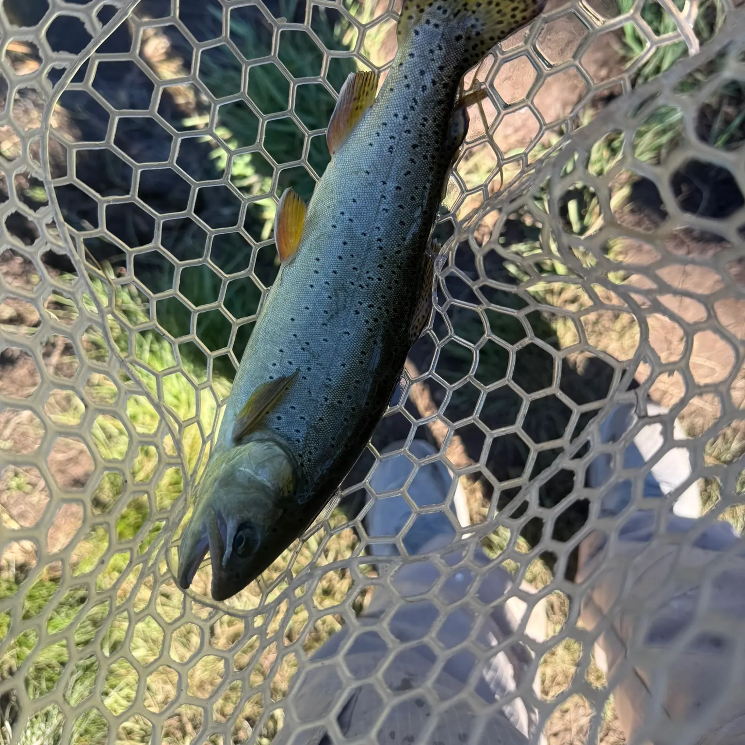 The most recent Apache trout catches on Fishbrain