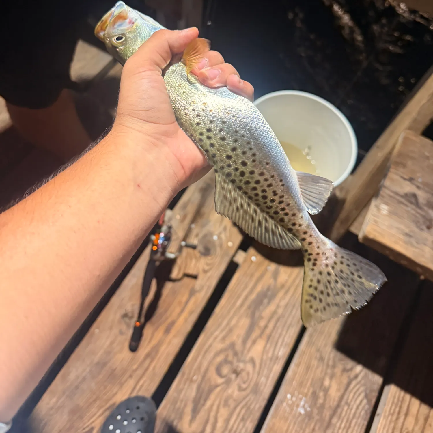 Spotted seatrout caught on Fishbrain