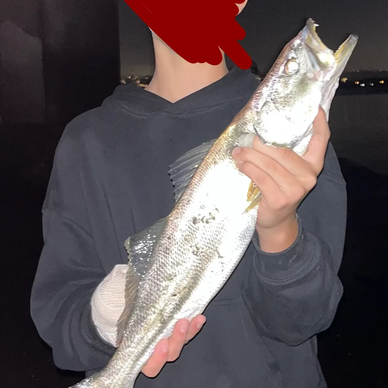 The most recent Stolzmann's weakfish catches on Fishbrain