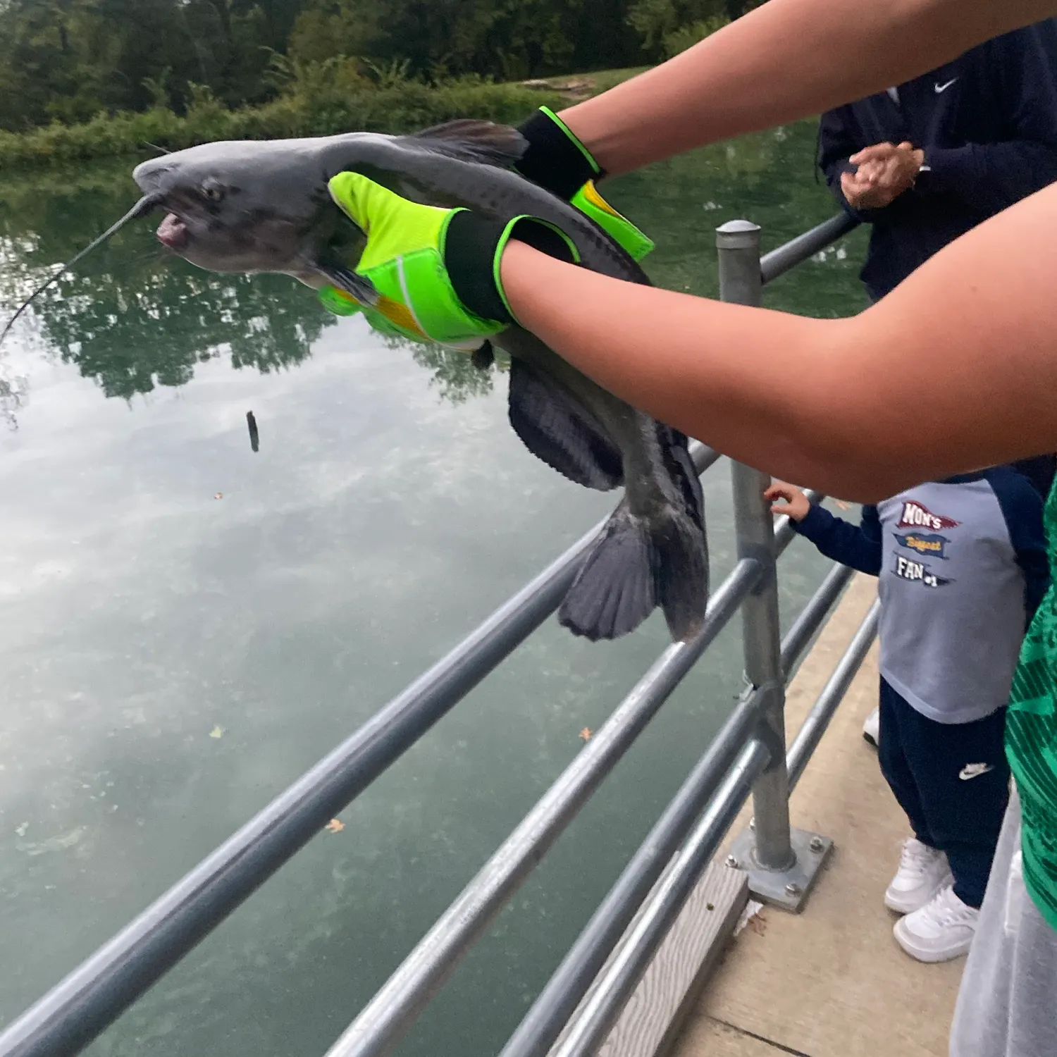 Channel catfish caught on Fishbrain