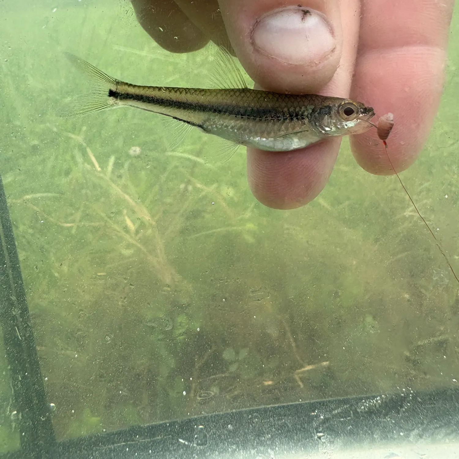 The most recent Coastal shiner catches on Fishbrain