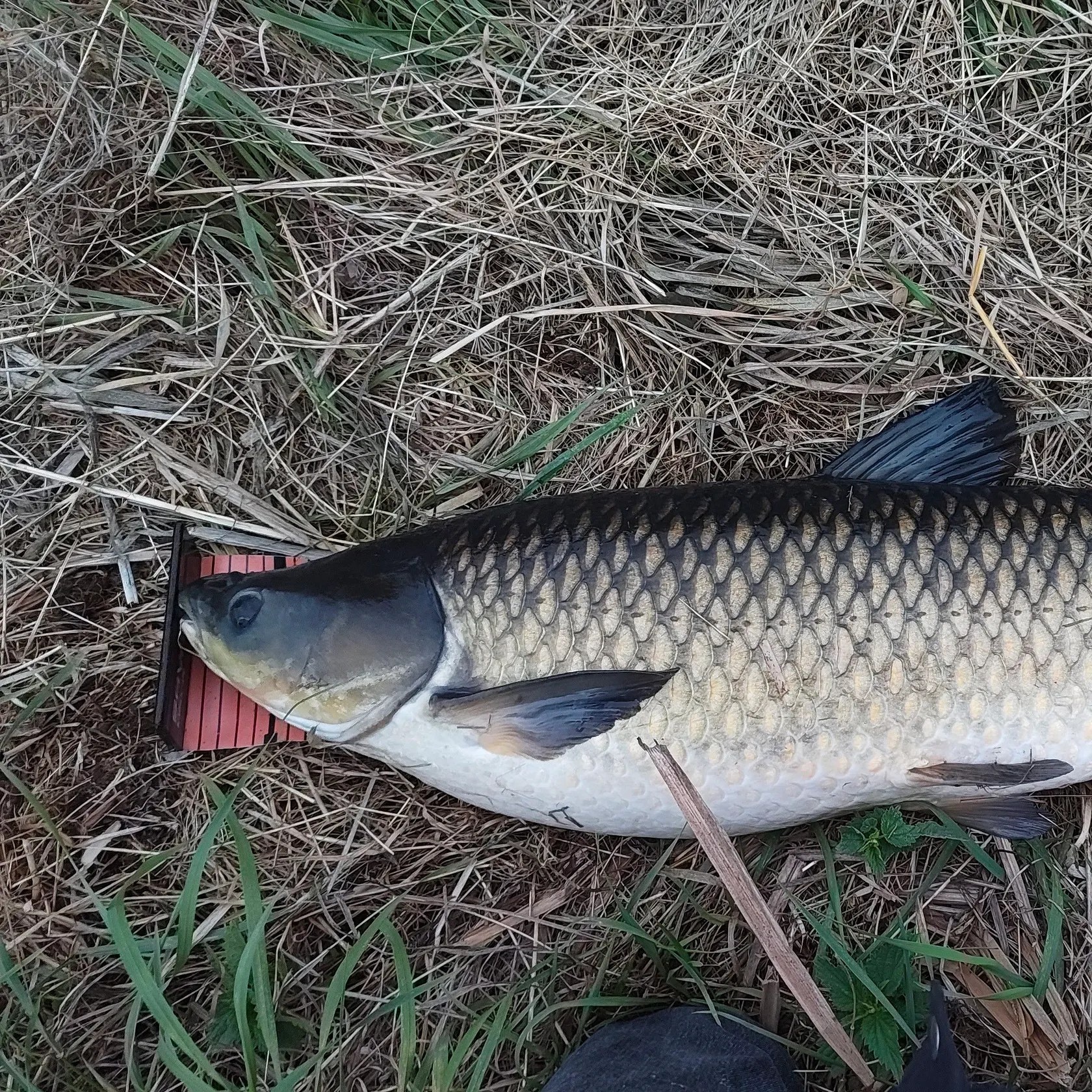 Grass carp caught on Fishbrain