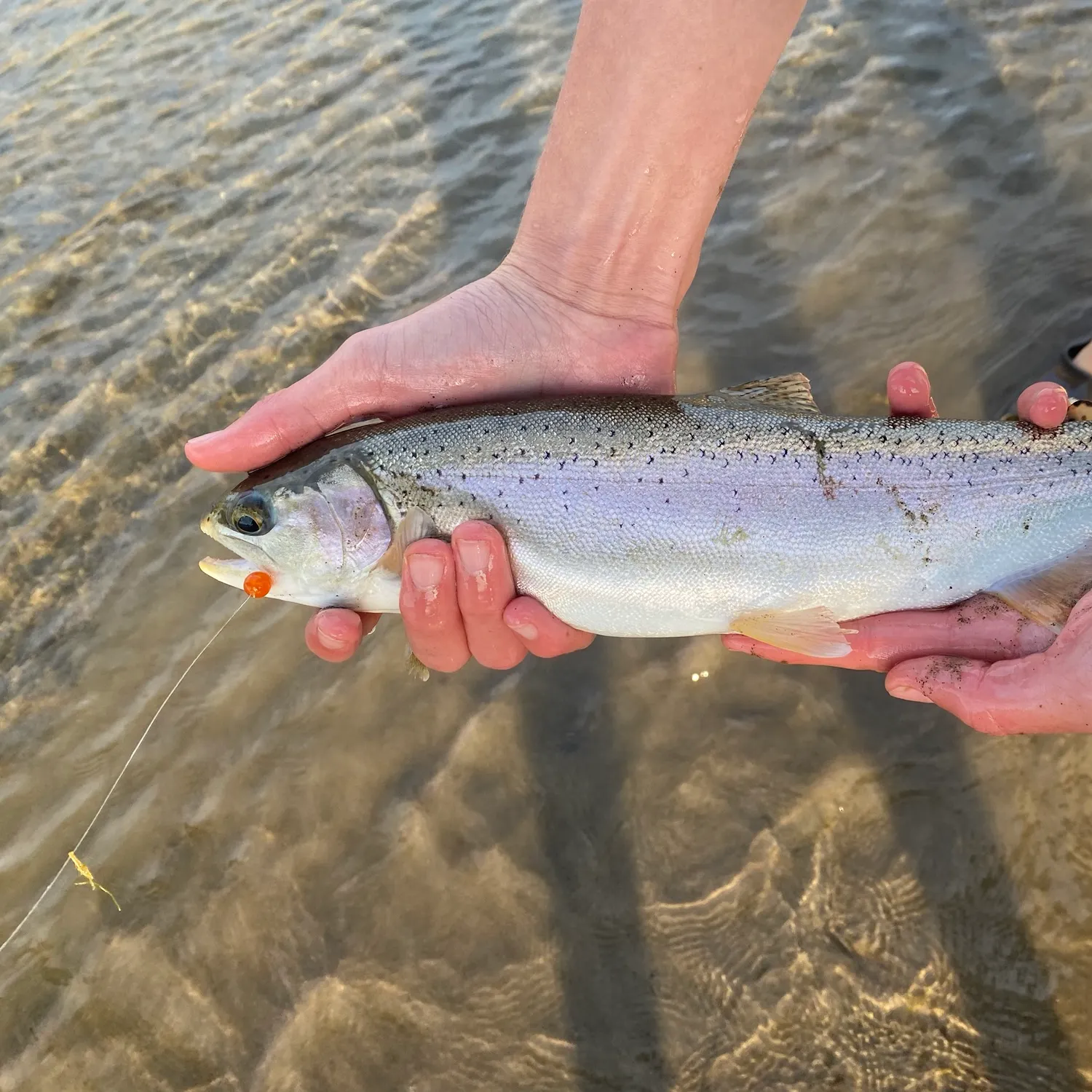 Rainbow trout caught on Fishbrain
