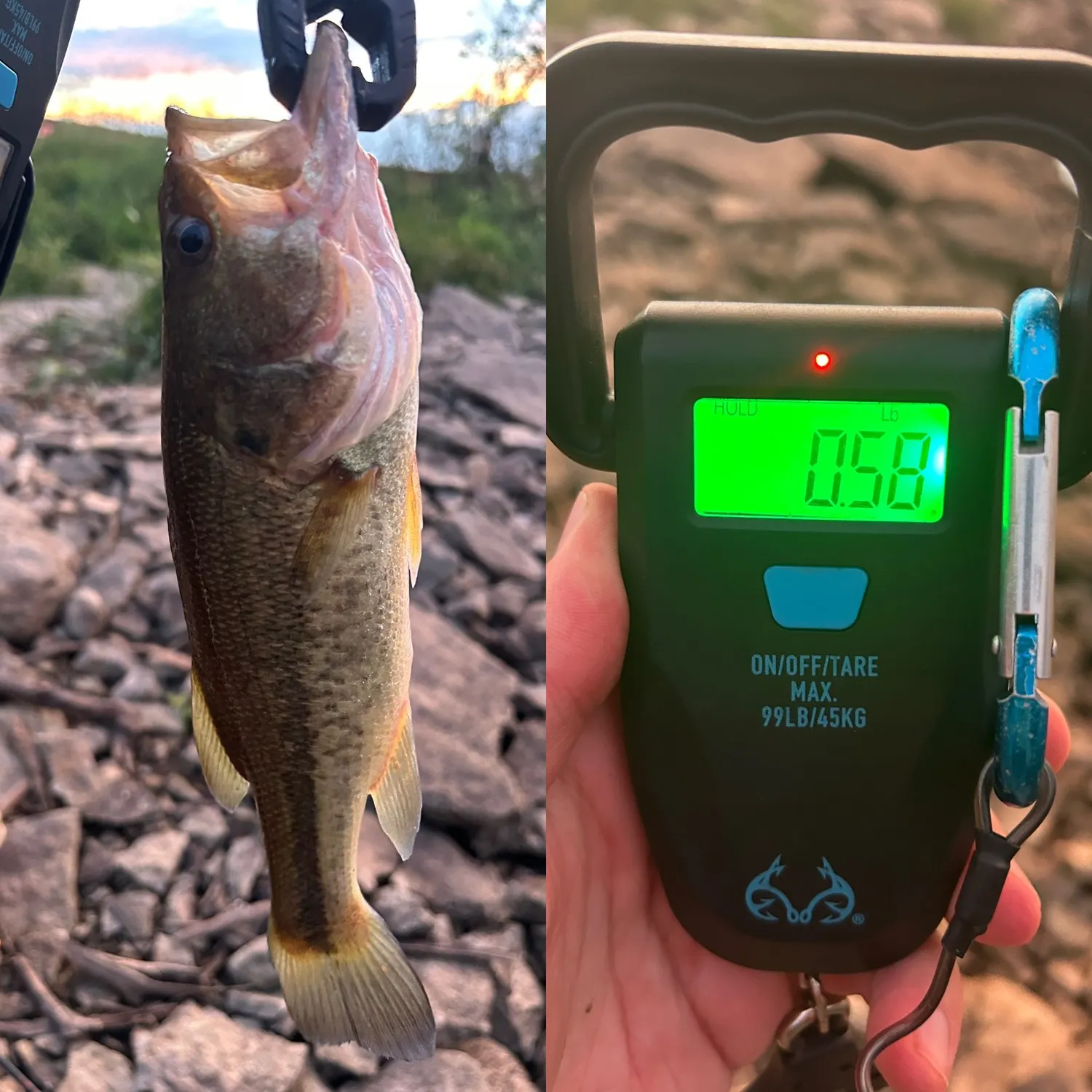 Largemouth bass caught on Fishbrain