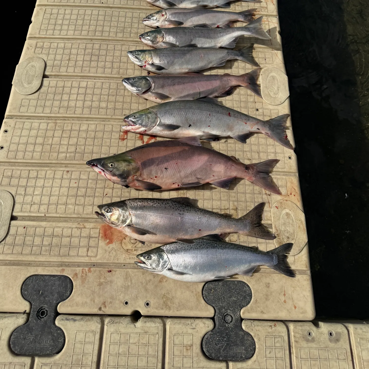 recently logged catches