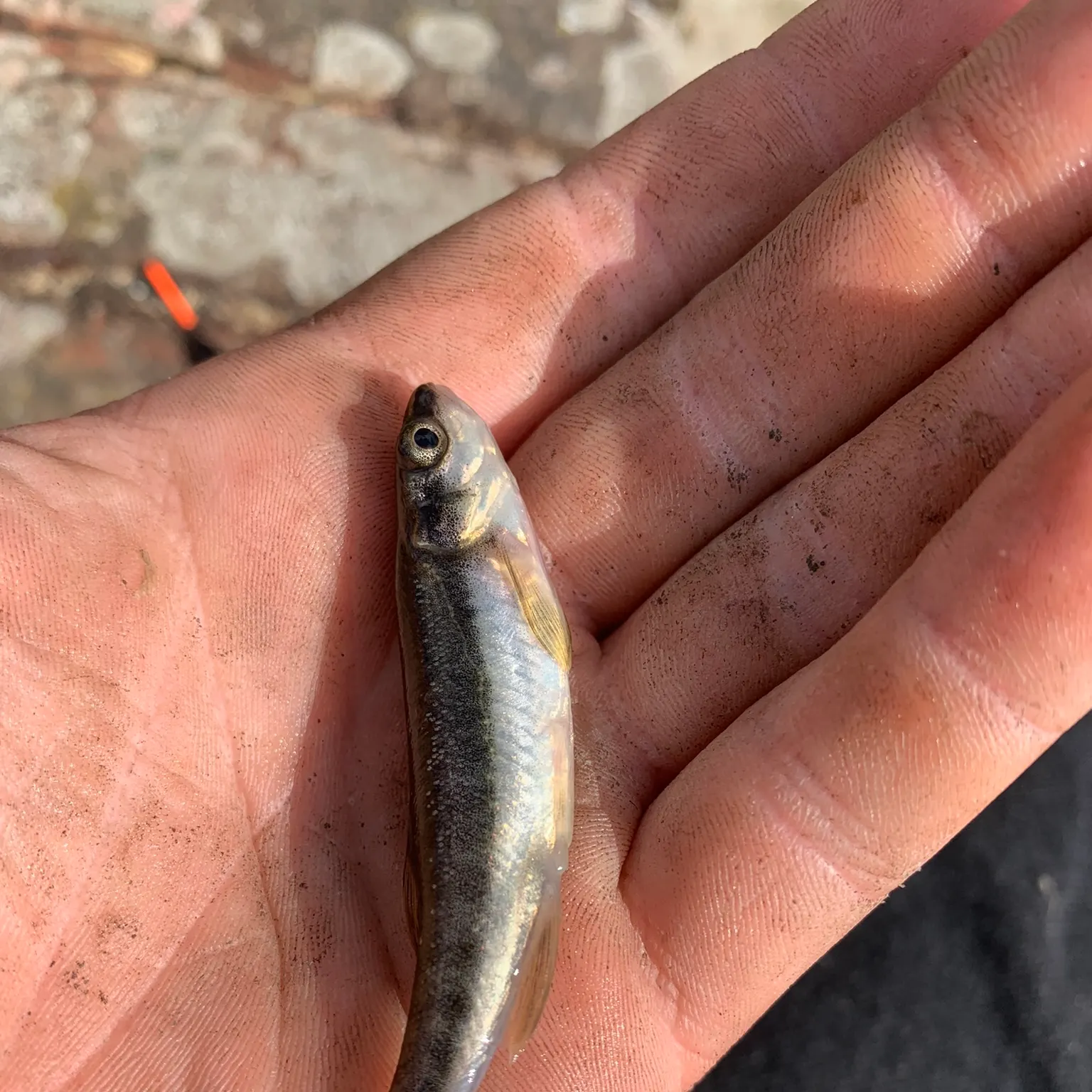 The most recent Eurasian minnow catches on Fishbrain