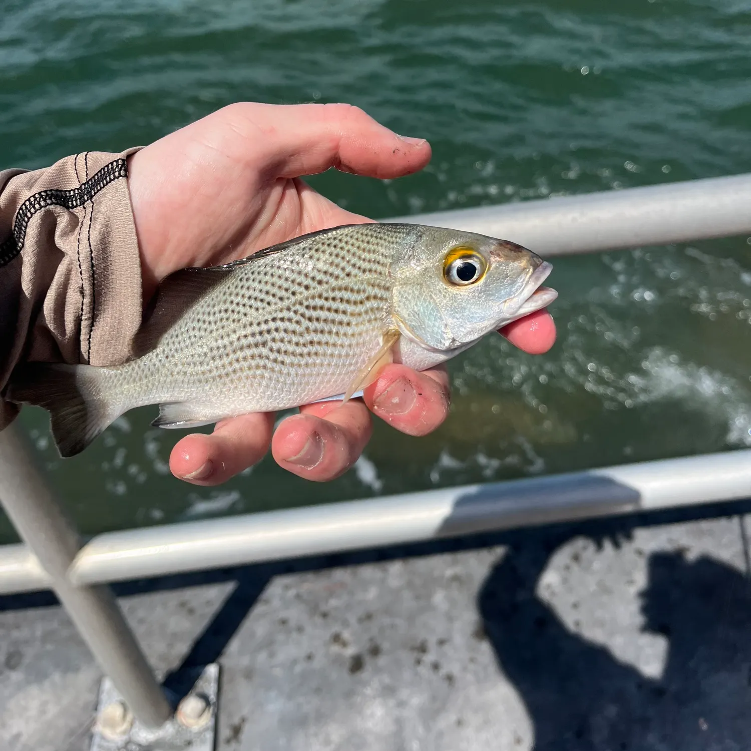 The most recent Grey grunt catches on Fishbrain