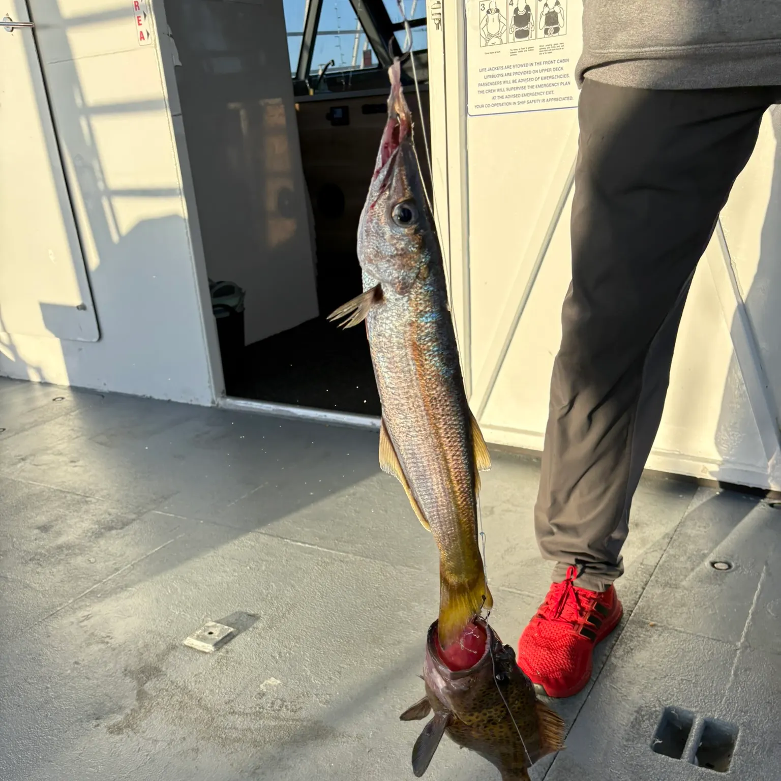 The most recent Longfin pike catches on Fishbrain