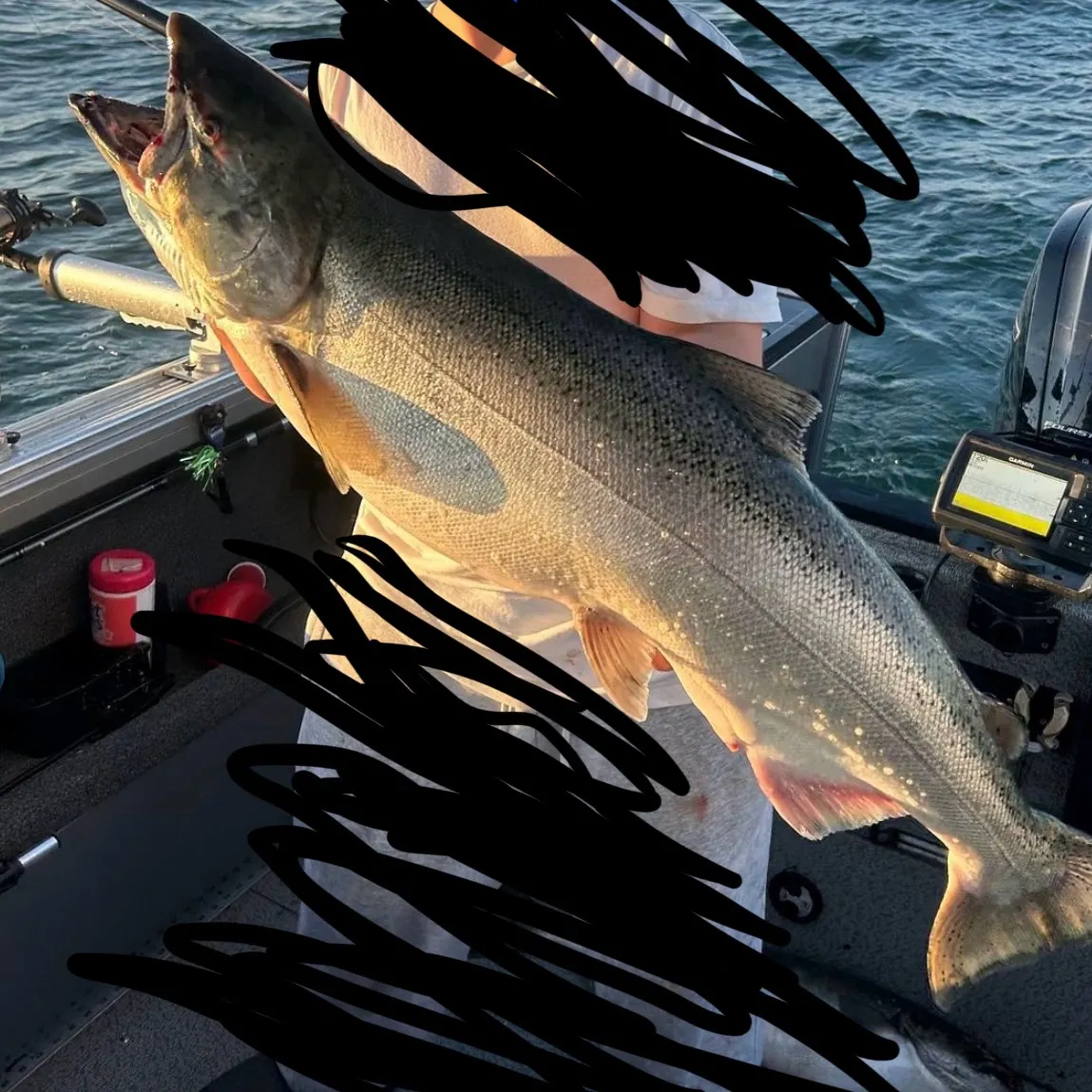 Coho salmon caught on Fishbrain