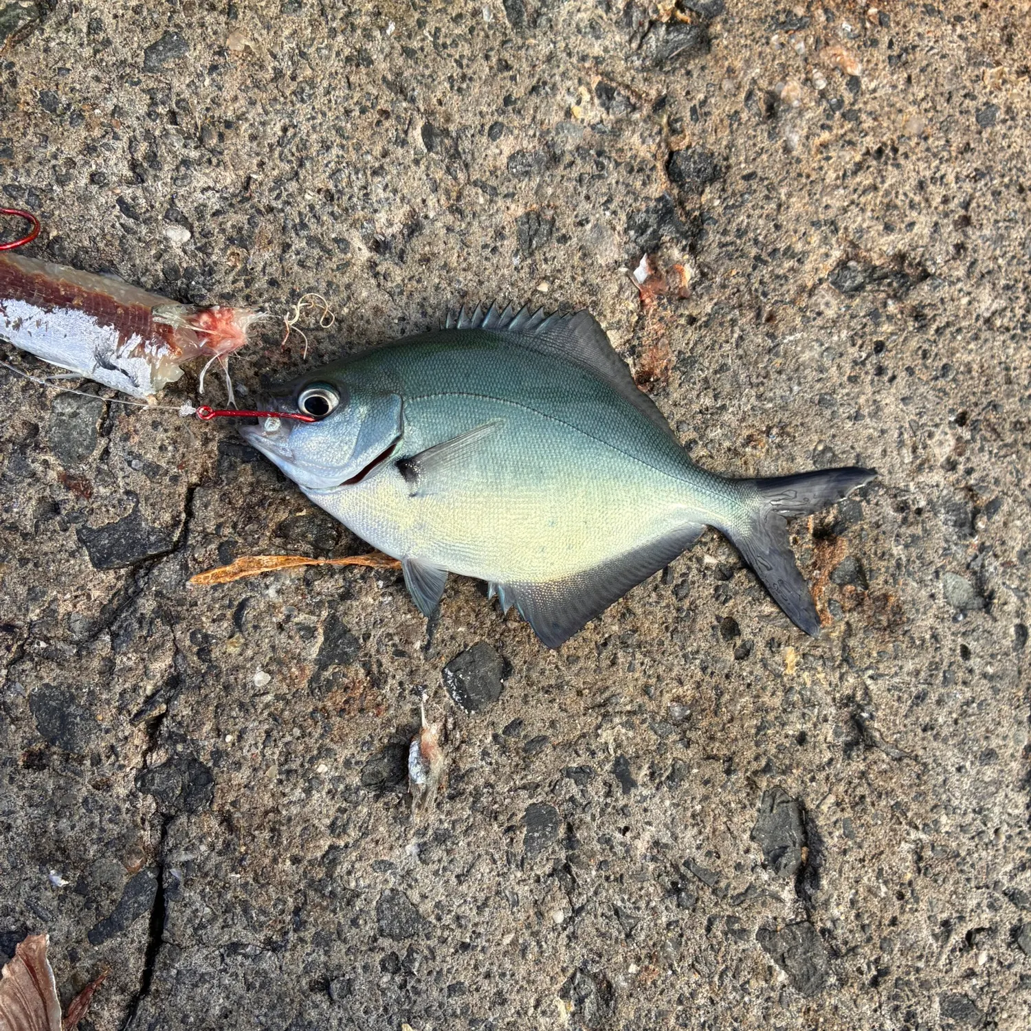 The most recent Silver sweep catches on Fishbrain