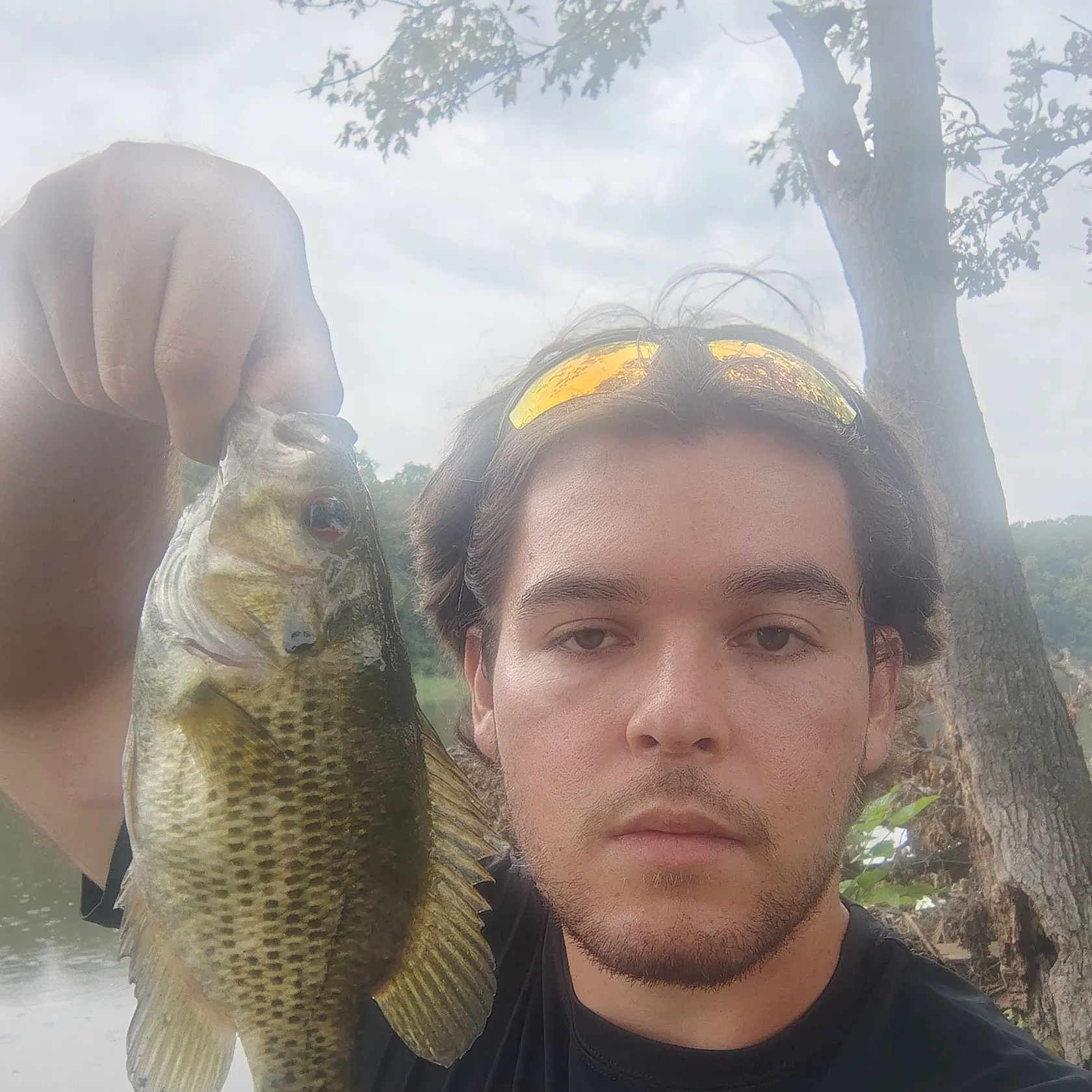 Rock bass caught on Fishbrain