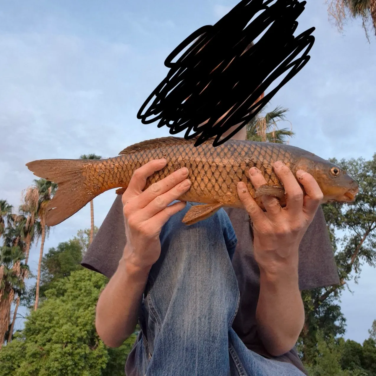 Common carp caught on Fishbrain