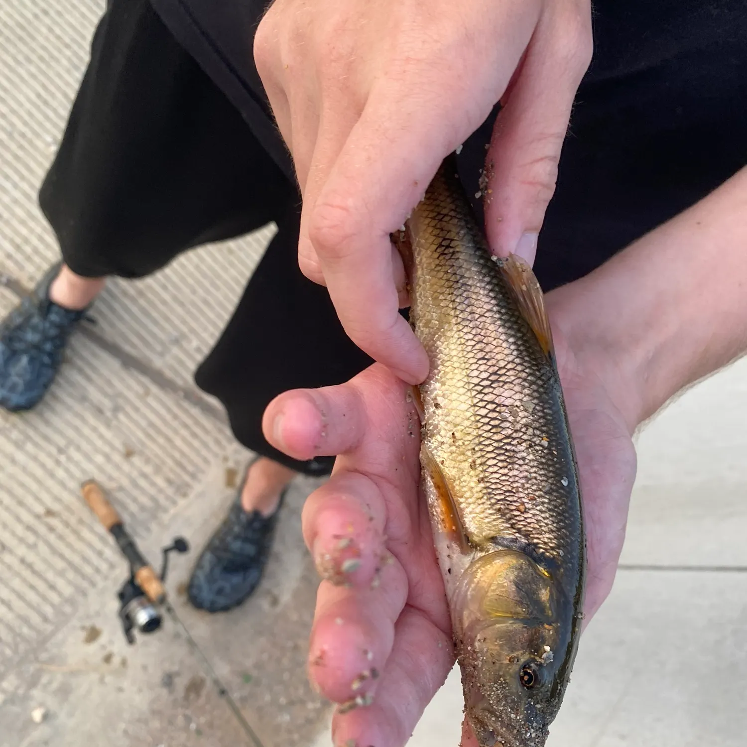 Creek chub caught on Fishbrain